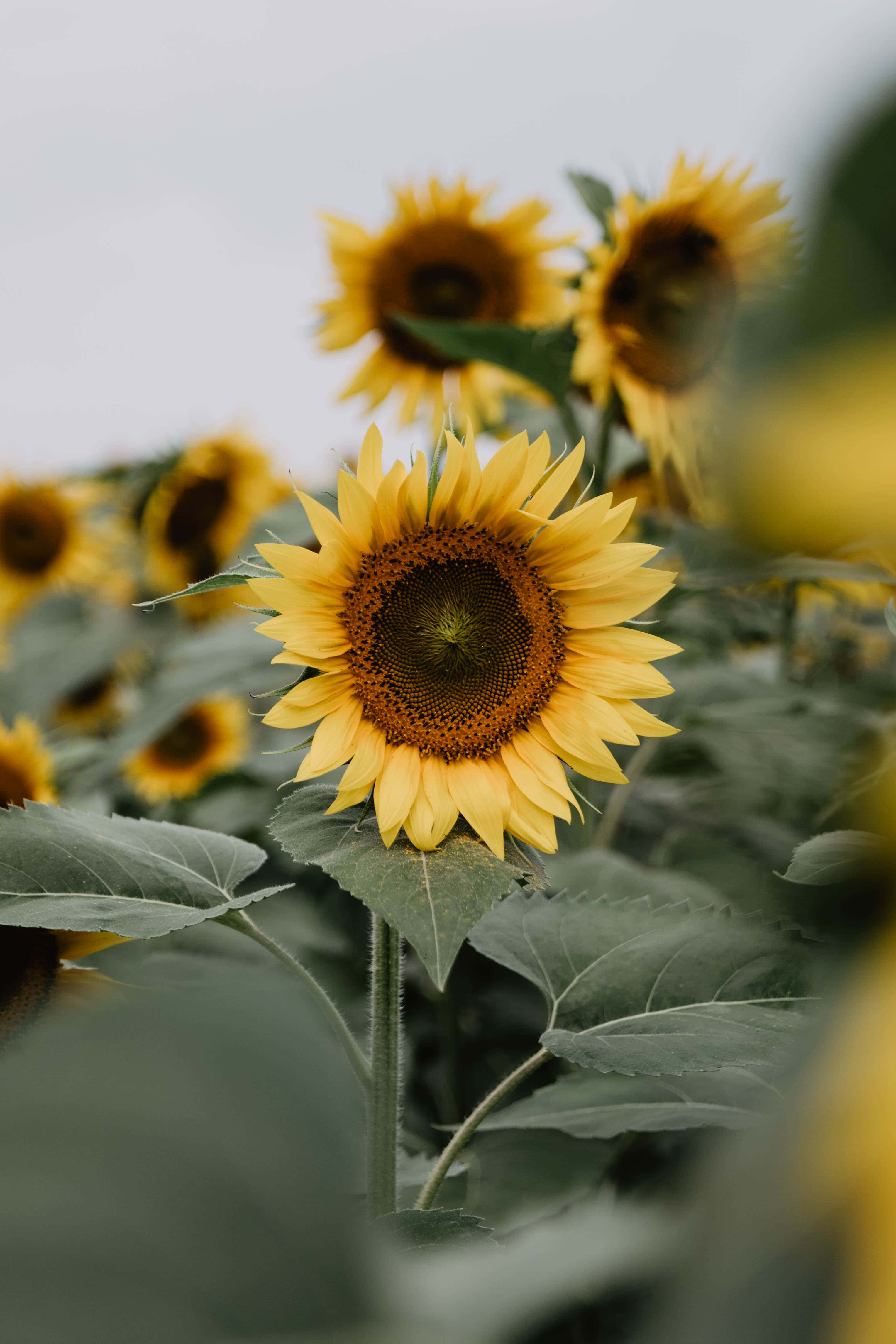 yellow sunflower, sunflower field, overcast sky, 4K Phone Wallpaper