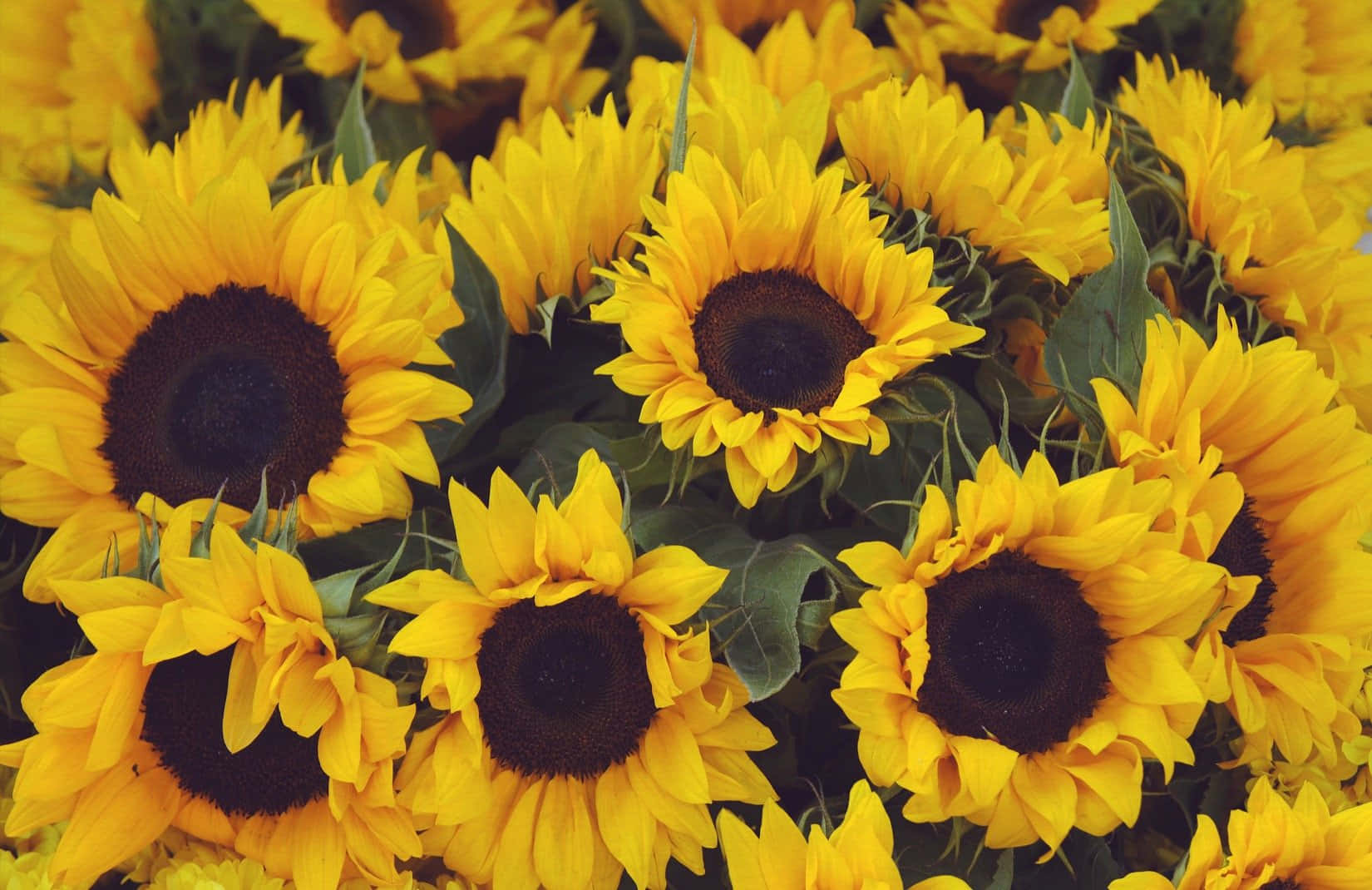 yellow sunflower, sunlight, dark centers, HD Desktop Wallpaper