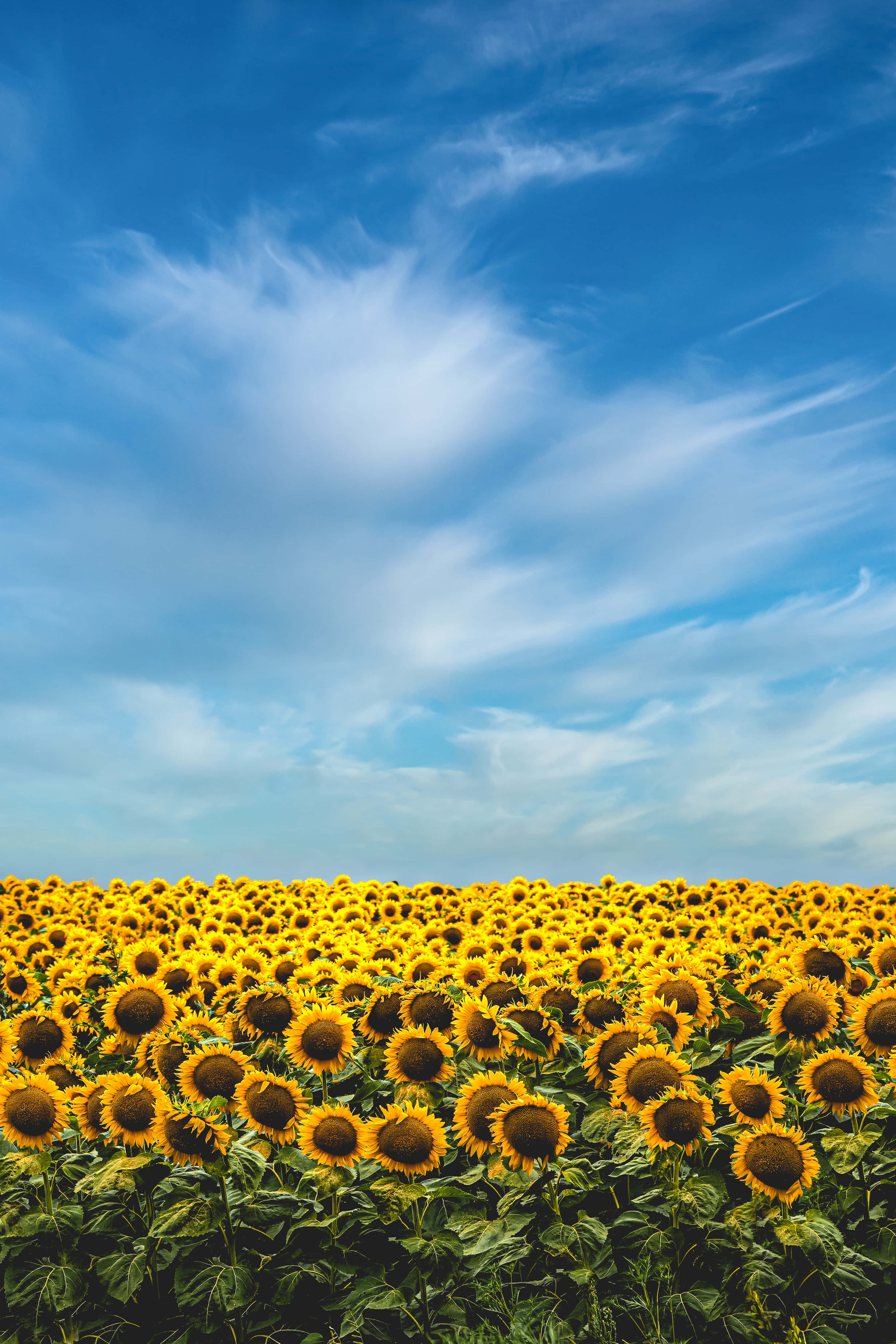 yellow sunflower aesthetic, golden sunflowers, bright blue sky, 4K Phone Wallpaper