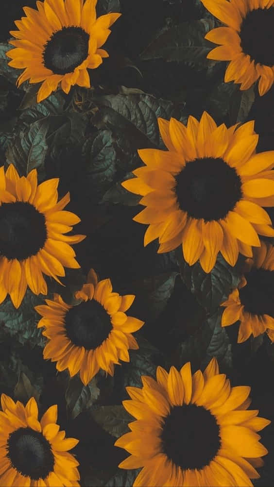 yellow sunflower, golden petals, dark centers, SD Phone Wallpaper