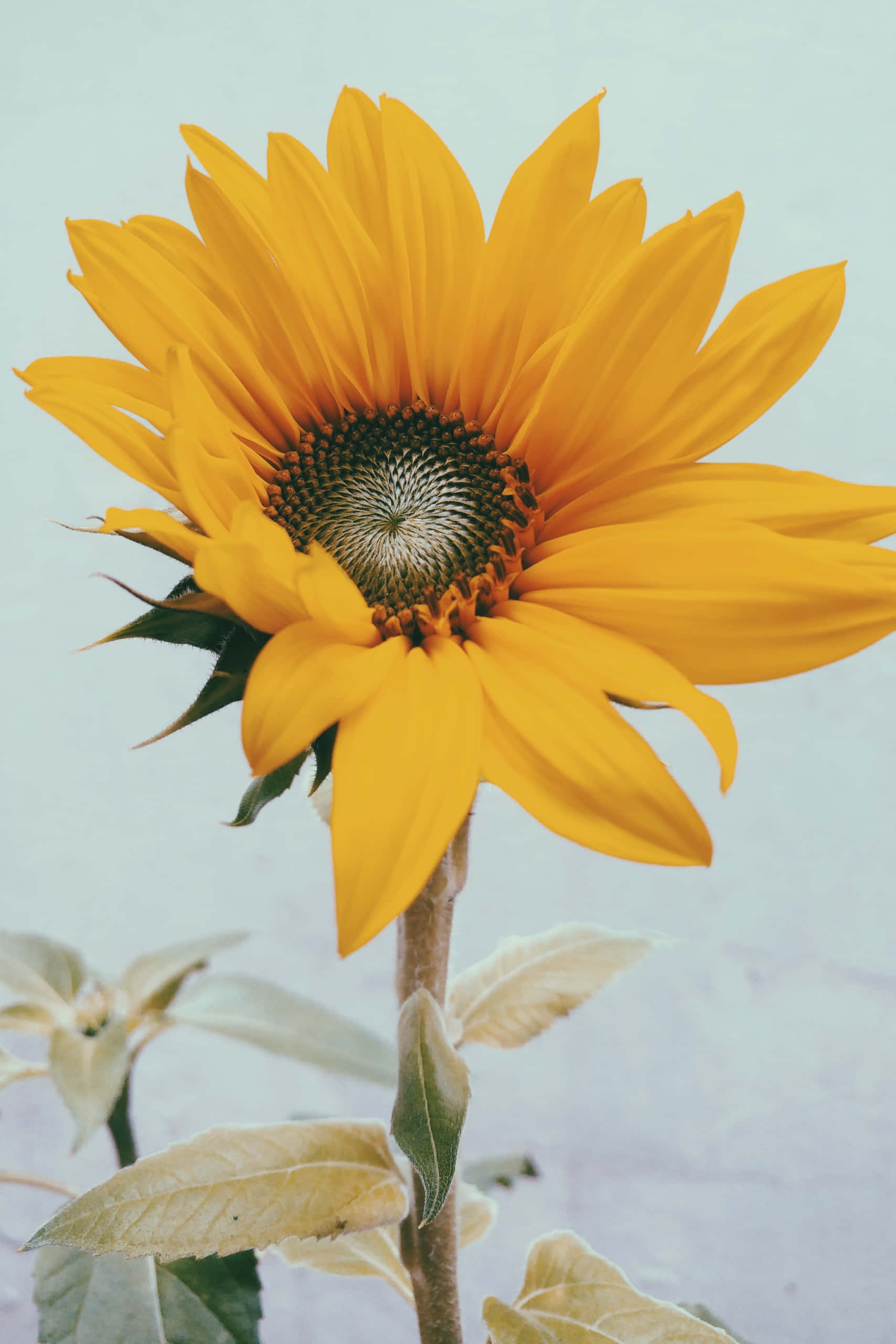 yellow sunflower, vibrant yellow, detailed petals, 2K Phone Wallpaper