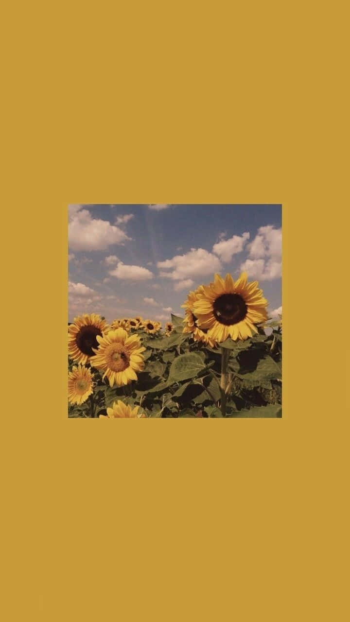 yellow sunflower aesthetic, bright blue sky, fluffy white clouds, HD Phone Wallpaper