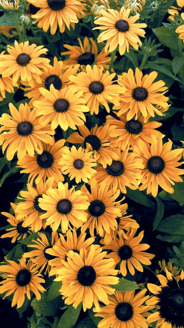 yellow sunflower aesthetic, golden sunflower, black-eyed susans, HD Phone Wallpaper