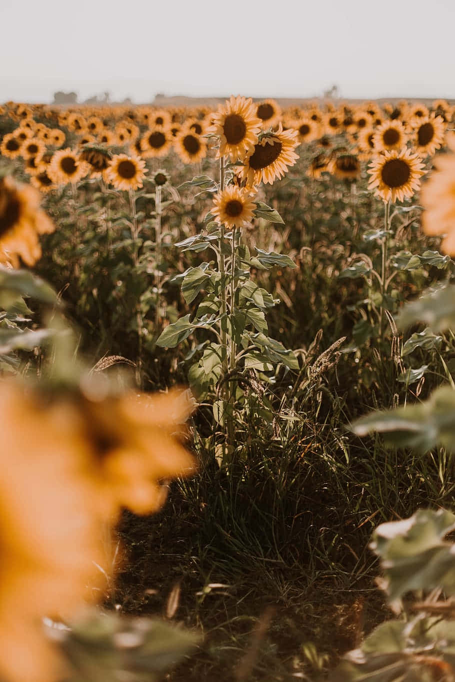 yellow sunflower aesthetic, golden sunflower field, warm sunlight, HD Phone Wallpaper