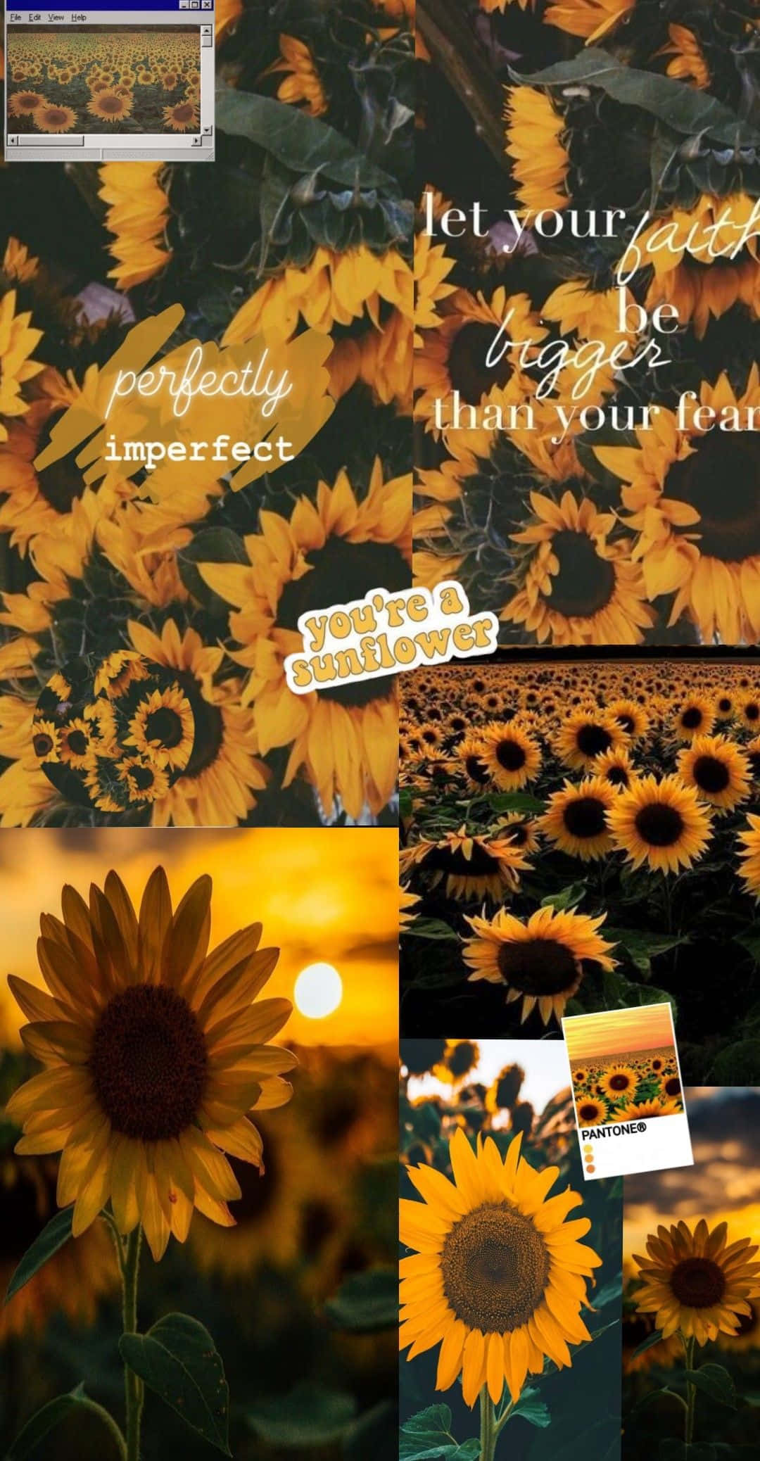 Yellow Sunflower Aesthetic, sunflowers, garden, Full HD Phone Wallpaper