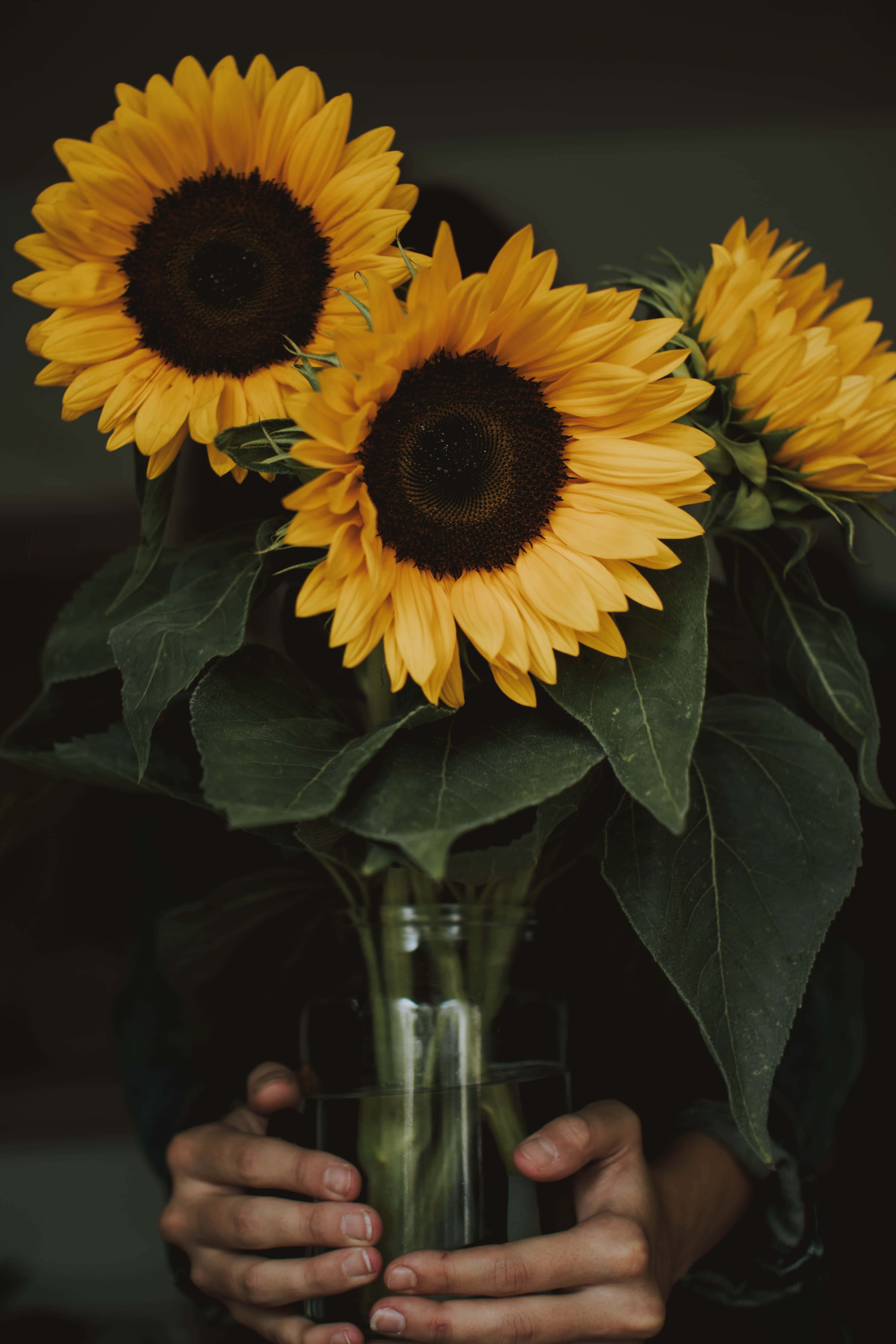 yellow sunflower, glass vase, vibrant sunflowers, 5K Phone Wallpaper