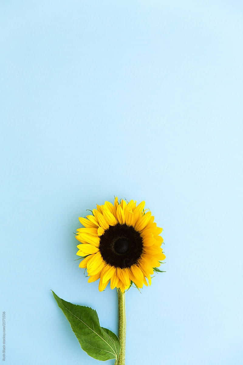 Black Center Bloom Sunflower, dark center, green stem, SD Phone Wallpaper