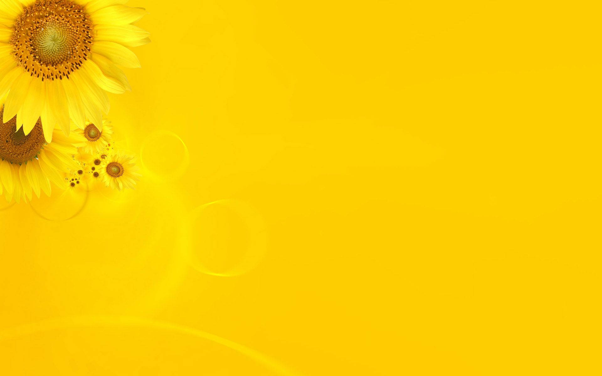 Plain Yellow Sunflowers, sunflowers, golden yellow background, Full HD Desktop Wallpaper