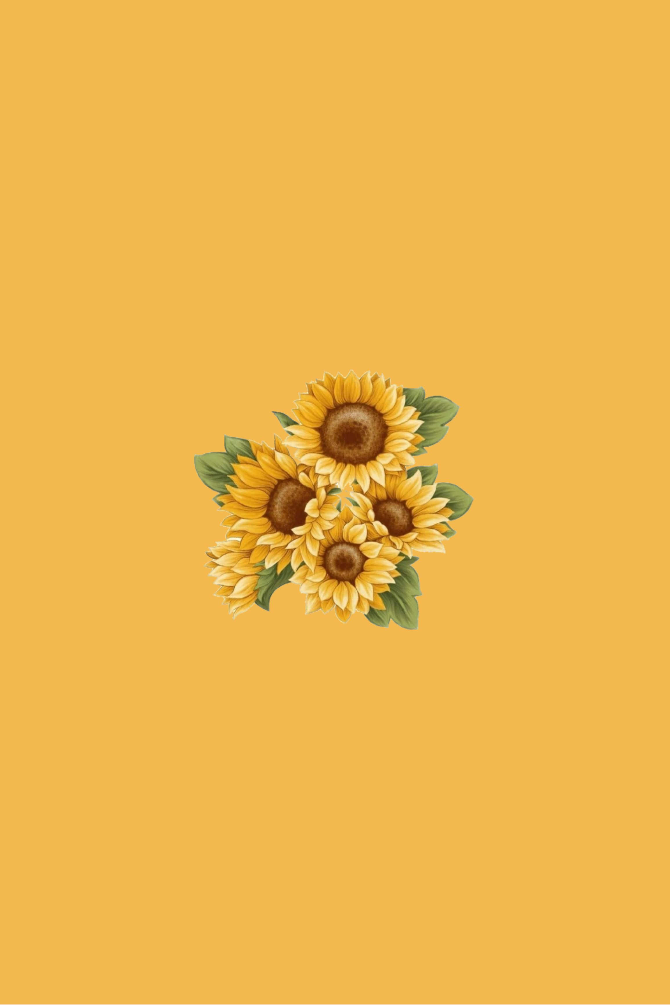 yellow sunflower, warm sunlight, vibrant sunflowers, 2K Phone Wallpaper