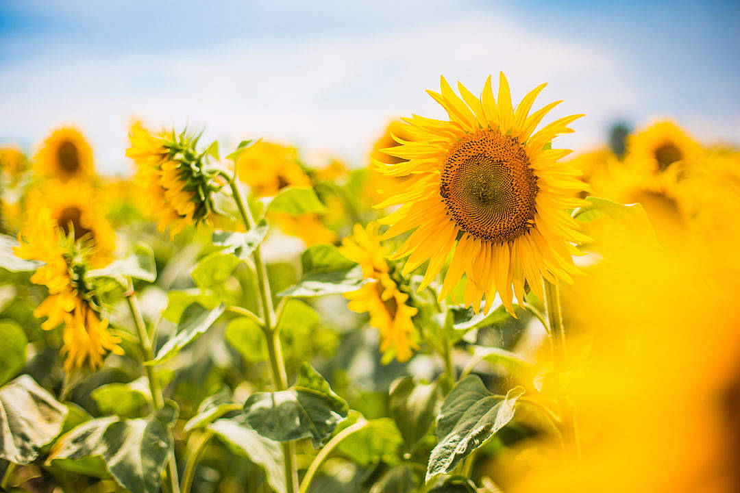 vibrant yellow sunflower, sunflower field, clear blue sky, SD Desktop Wallpaper