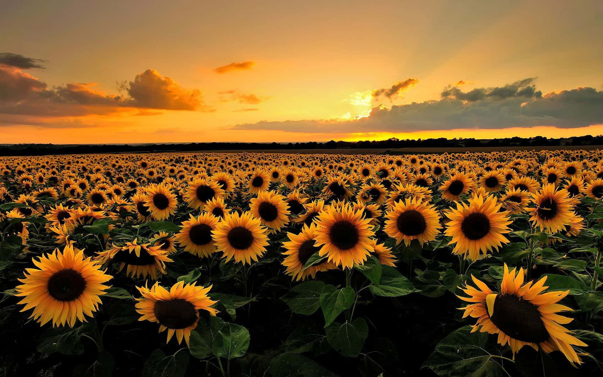 Yellow Sunset, sunflowers, golden sunset light, Full HD Desktop Wallpaper