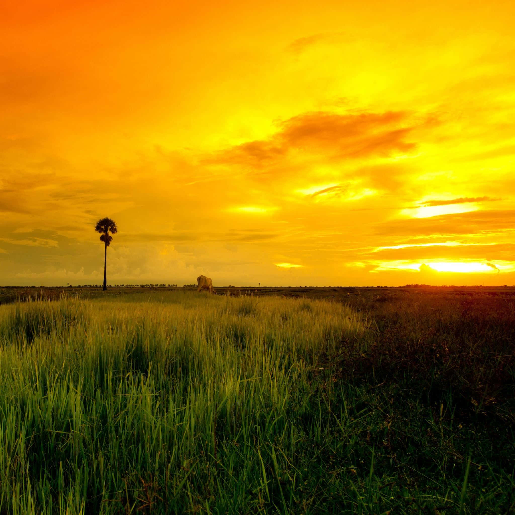 Yellow Sunset, palm tree, golden field, Full HD Desktop Wallpaper