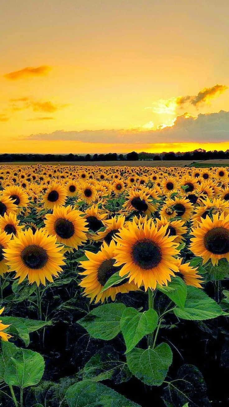 Yellow Sunset, sunflowers, golden sunset sky, HD Phone Wallpaper