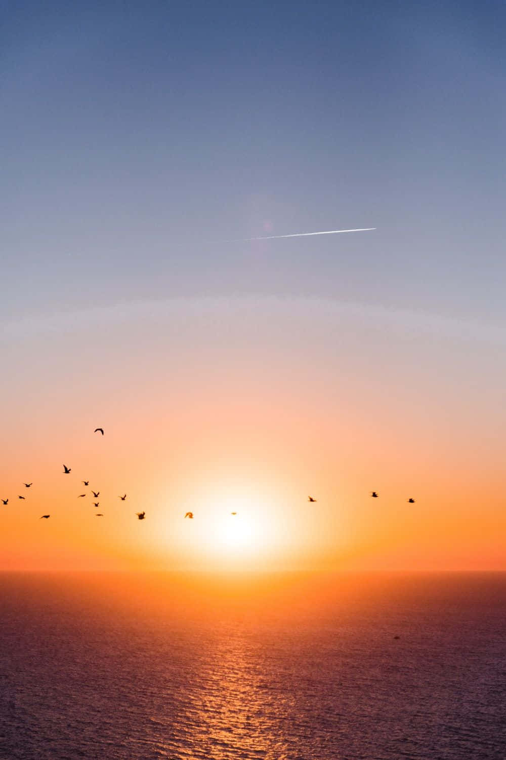 Yellow Sunset, calm ocean water, birds flying in silhouette, HD Phone Wallpaper