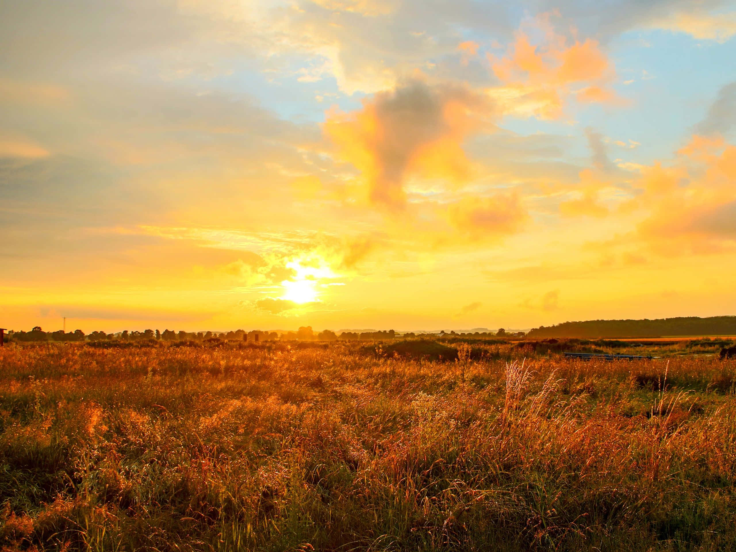 Yellow Sunset, golden sunset, tall grass, 2K Desktop Wallpaper