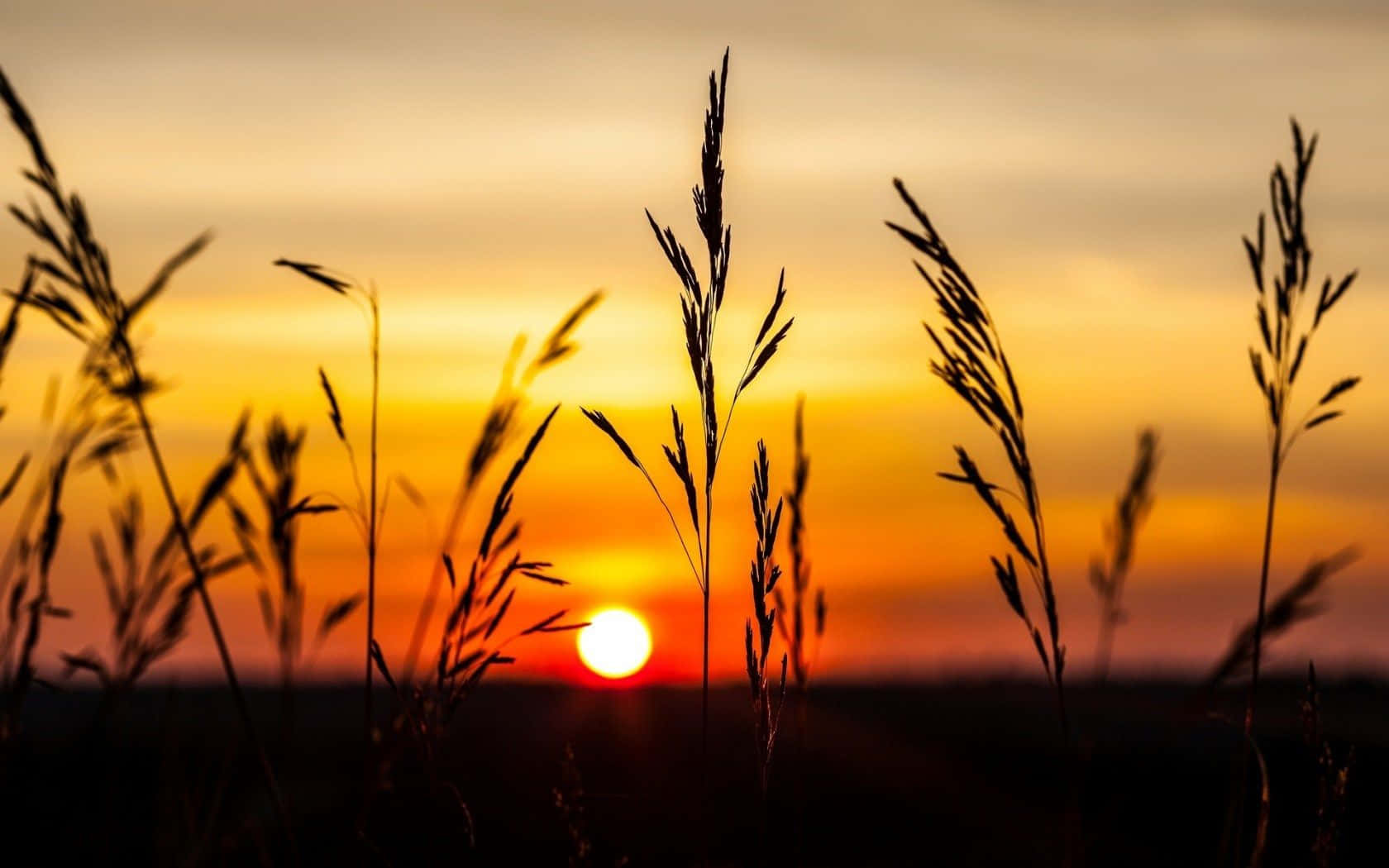Yellow Sunset, vibrant orange and yellow sunset sky, glowing sun near the horizon, HD Desktop Wallpaper