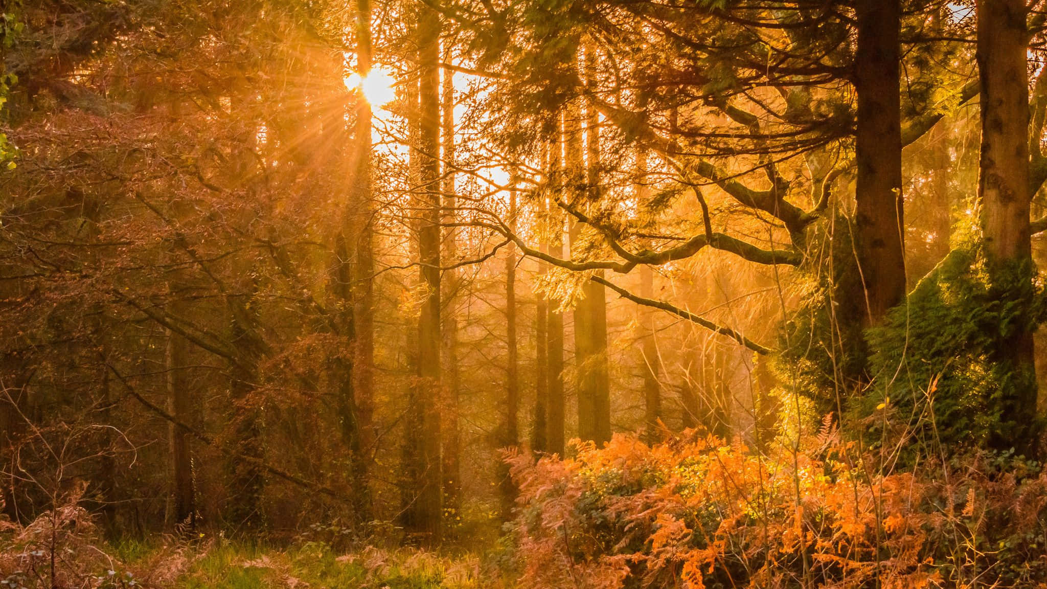 Yellow Sunset, golden sunlight, autumn foliage, Full HD Desktop Wallpaper