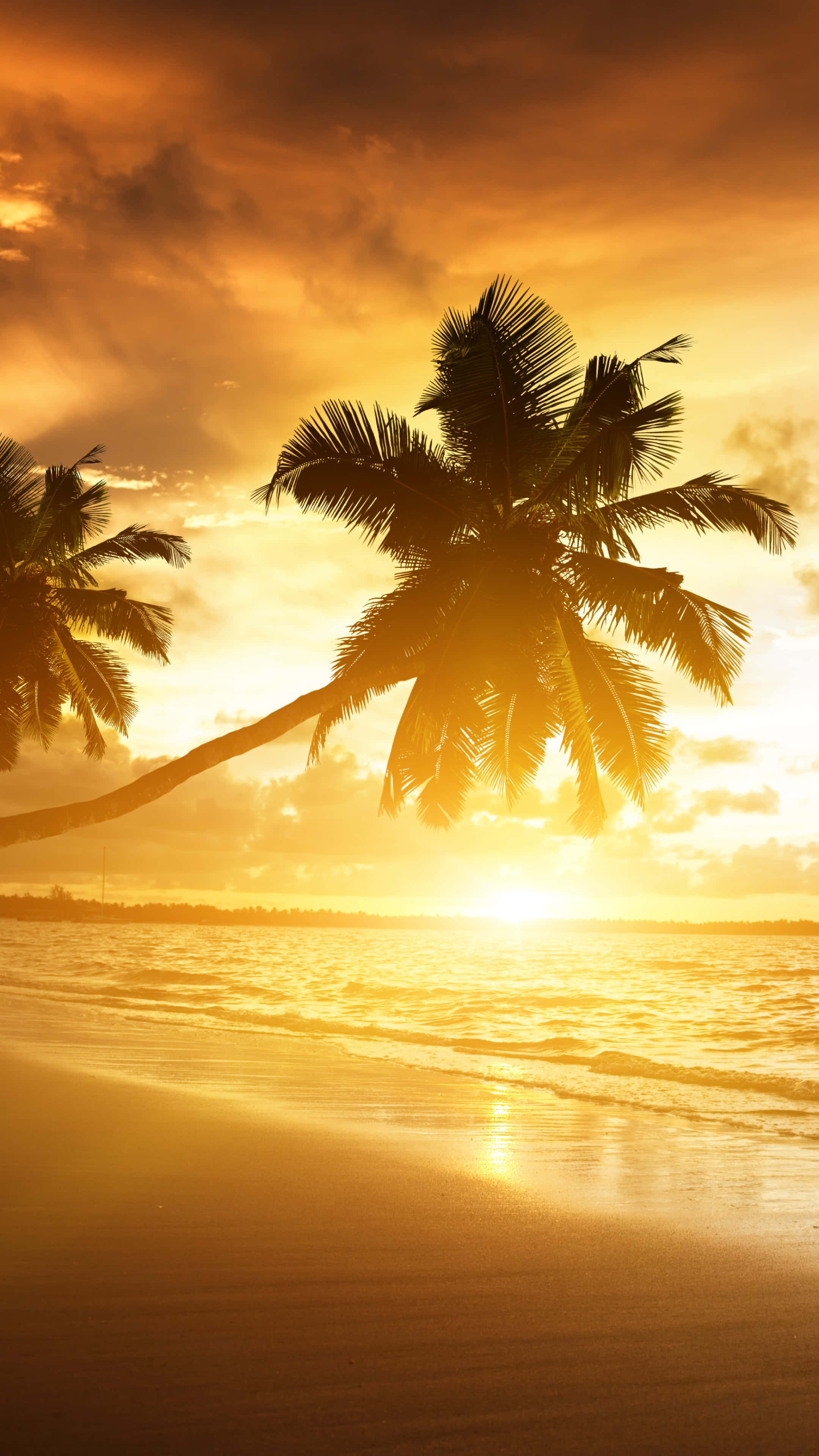 palm tree, fiery orange sunset, tropical beach, 4K Phone Wallpaper