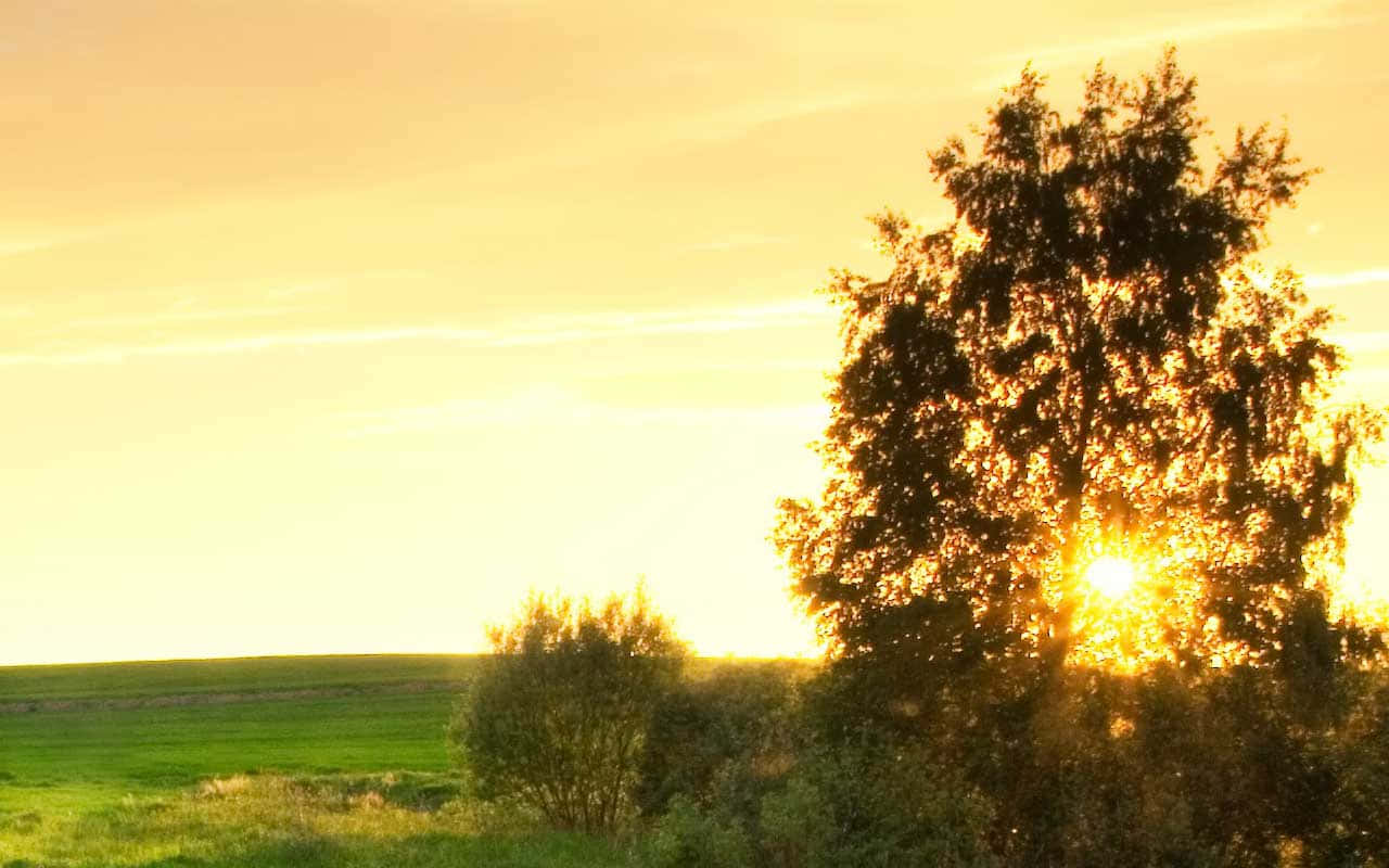 Yellow Sky, Sunset, golden light, HD Desktop Wallpaper