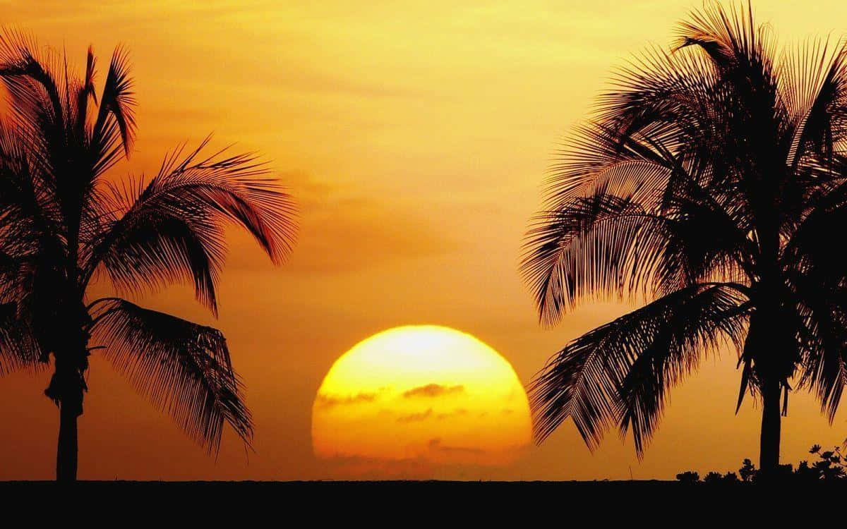 yellow sunset, palm trees, glowing orange sun, SD Desktop Wallpaper