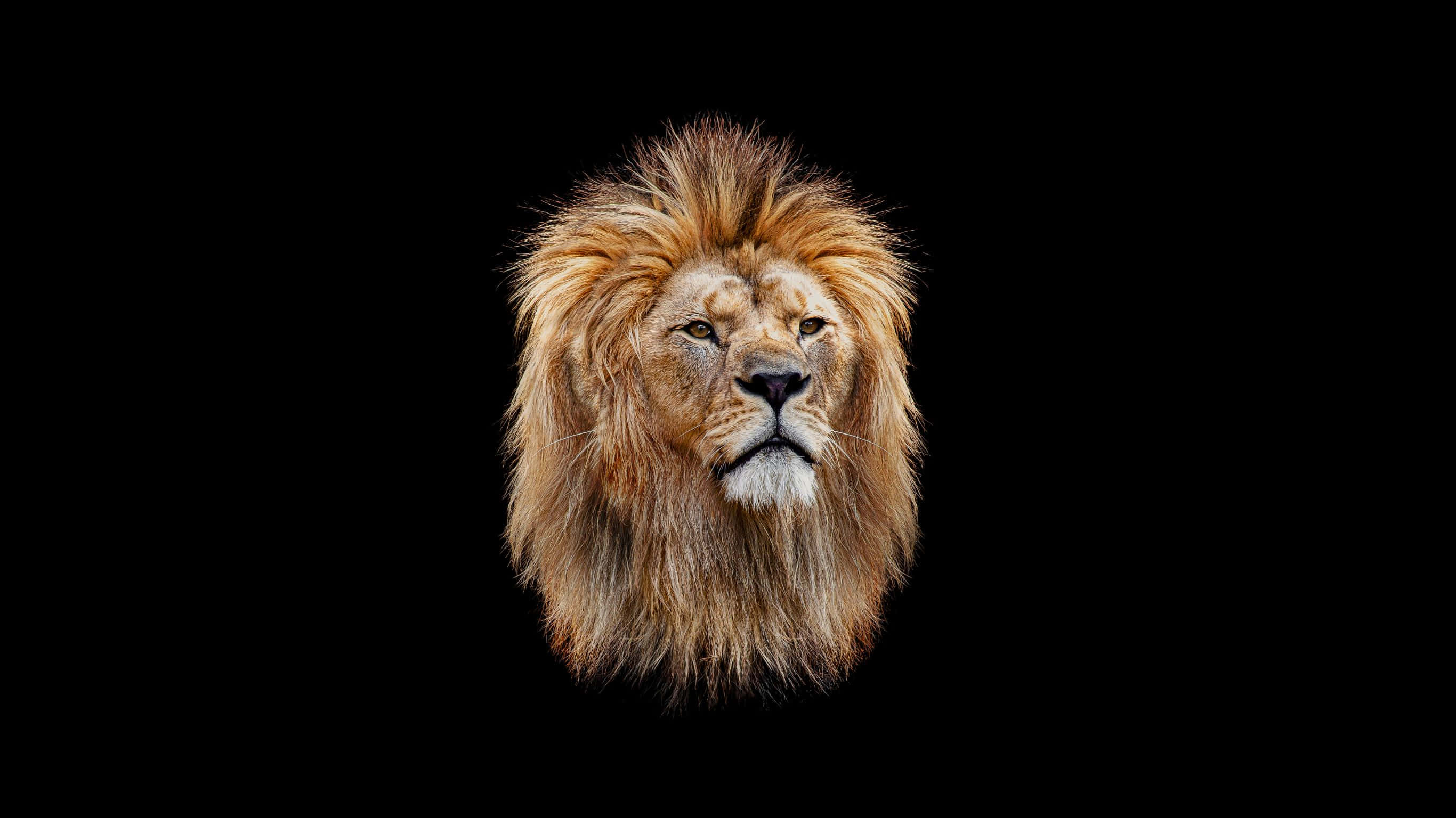 Golden Hour Sunset, male lion, full golden mane, 2K Desktop Wallpaper