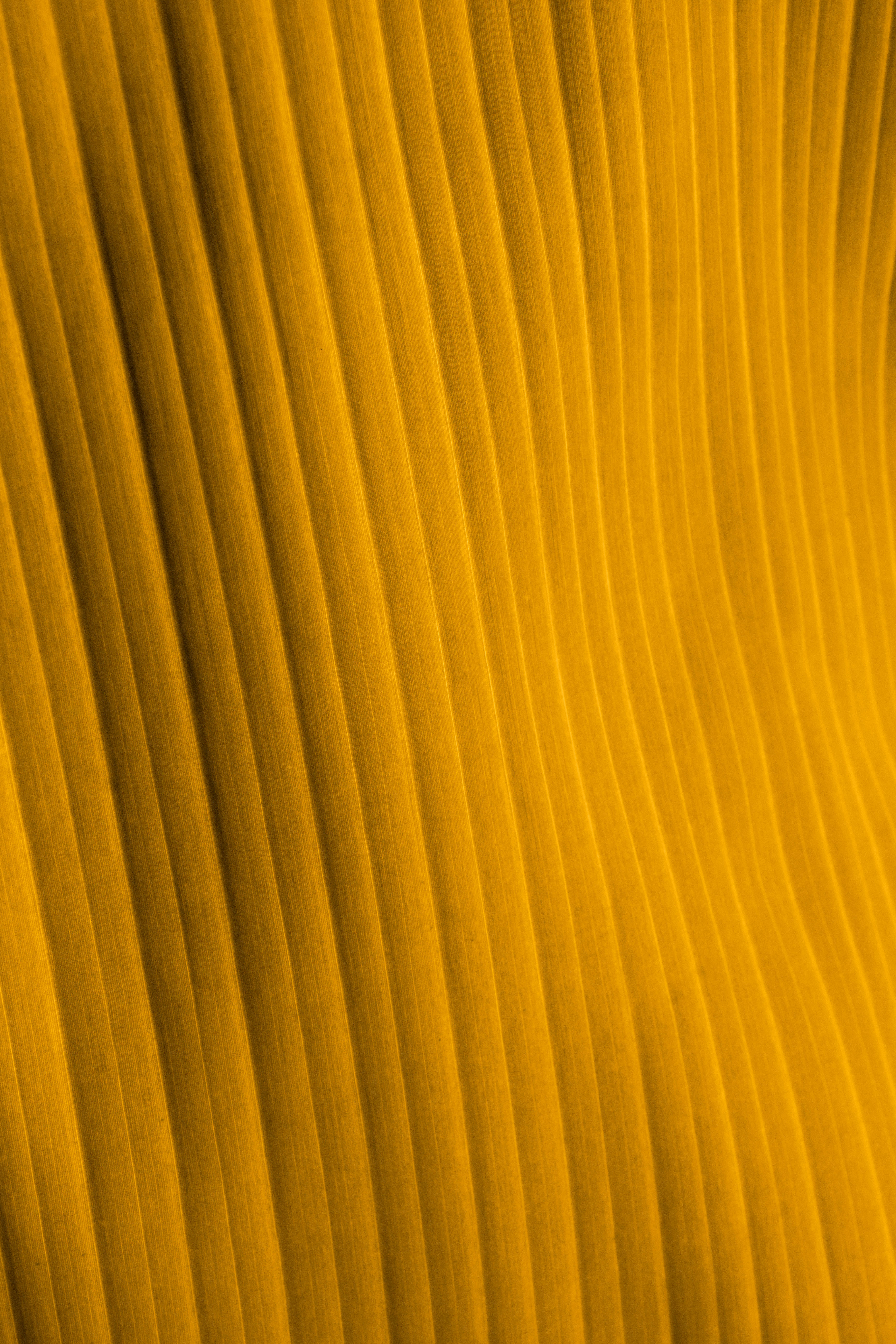 wavy yellow texture, vibrant golden-yellow pleated fabric, soft shadows, 5K Phone Wallpaper