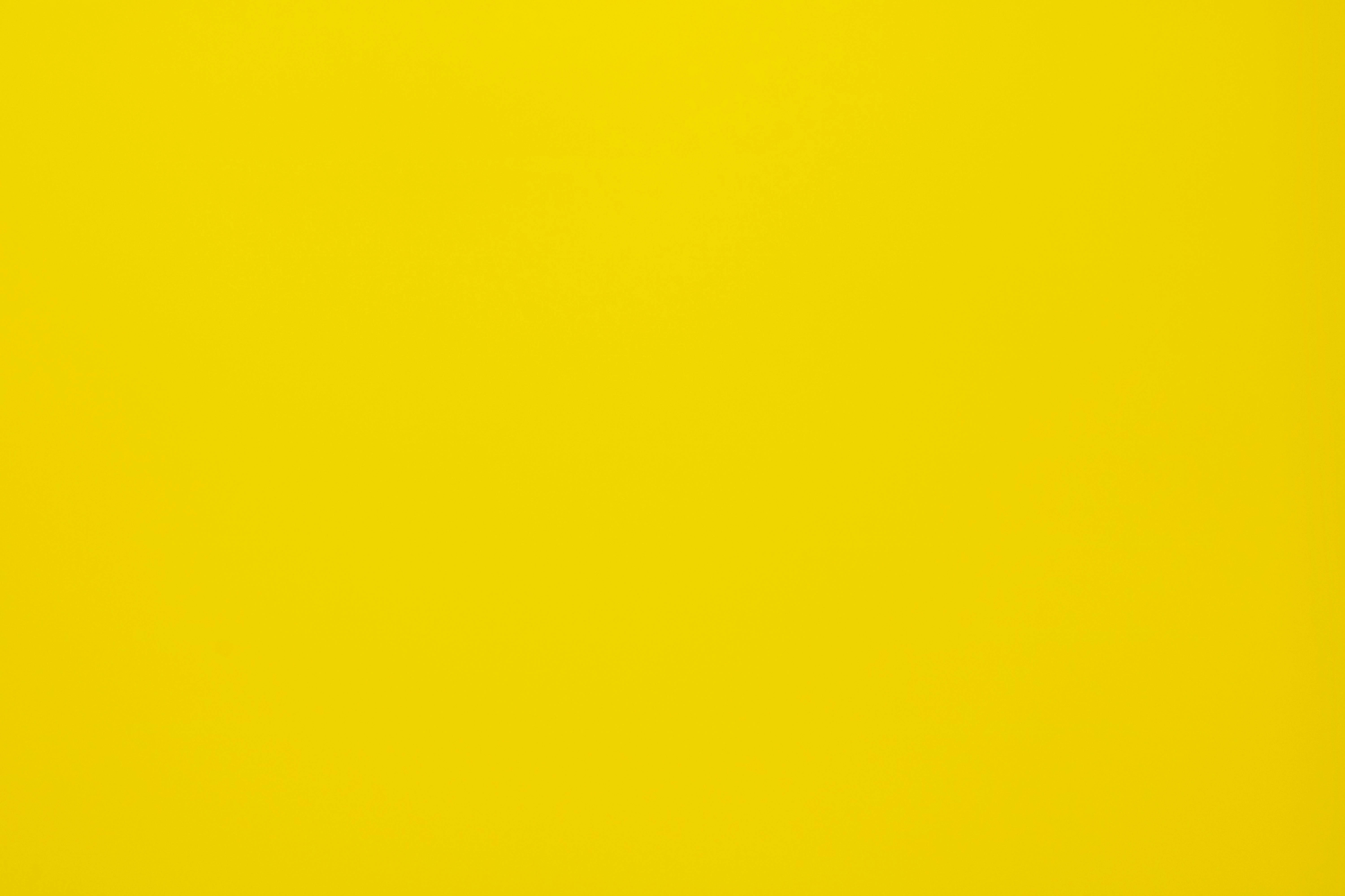vibrant yellow, tulip field, clear blue sky, 5K Desktop Wallpaper