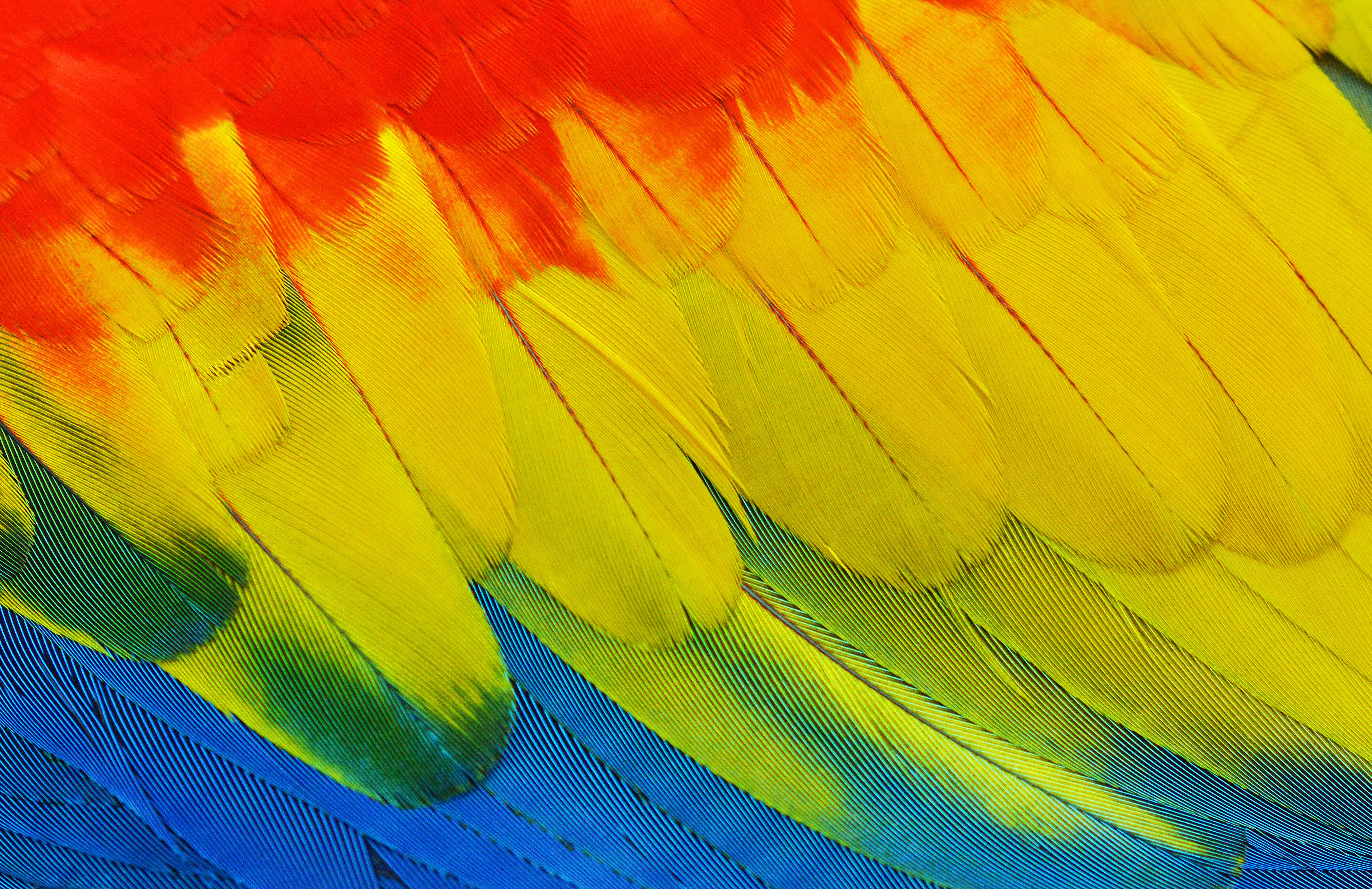 macaw, wing feathers, fiery red, 4K Desktop Wallpaper