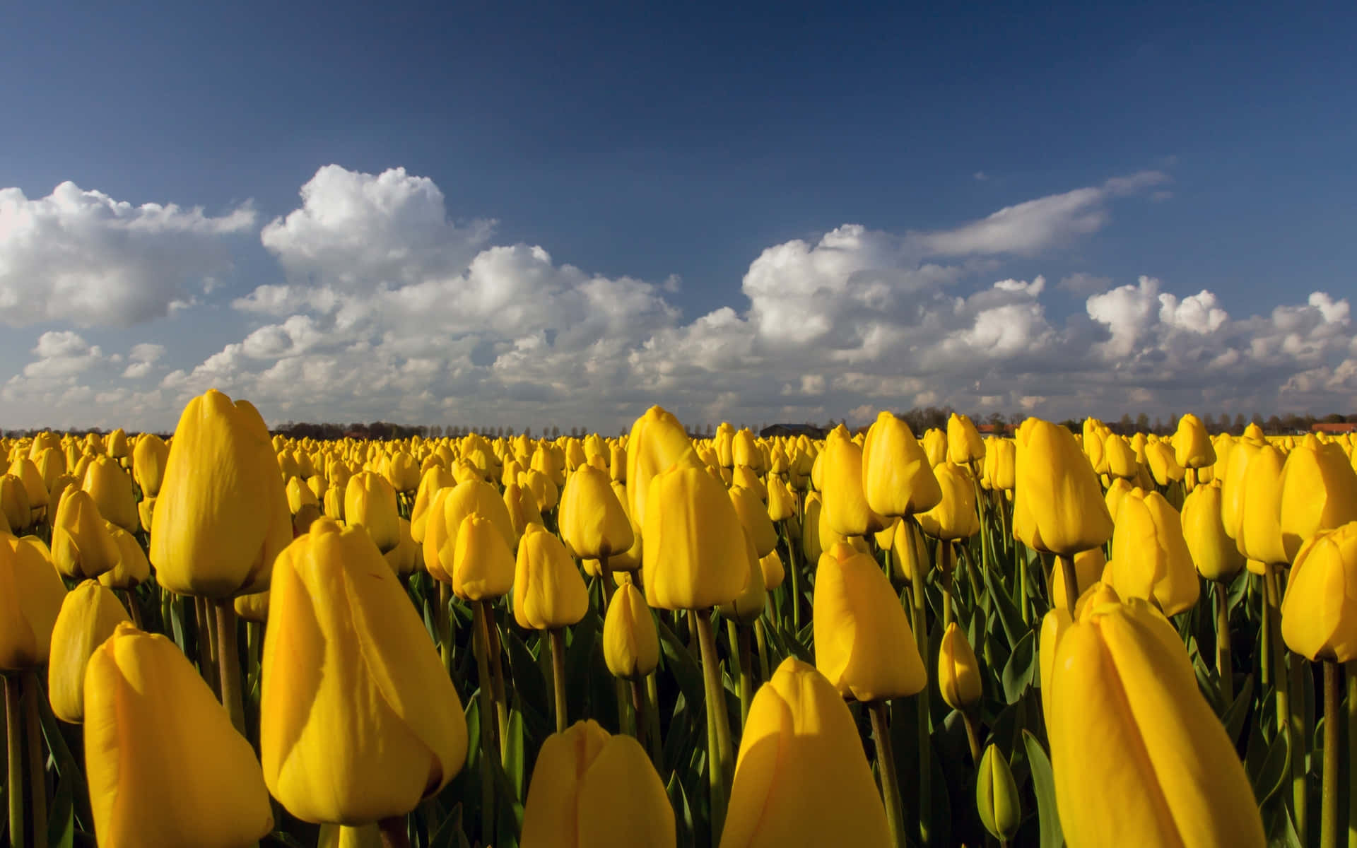 Yellow Tulips, bright yellow tulips, deep blue sky, Full HD Desktop Wallpaper