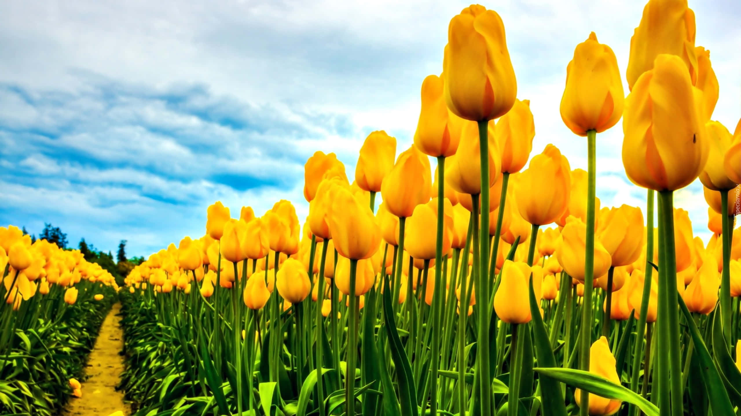Yellow Tulips, vibrant yellow tulips, neat rows, 2K Desktop Wallpaper