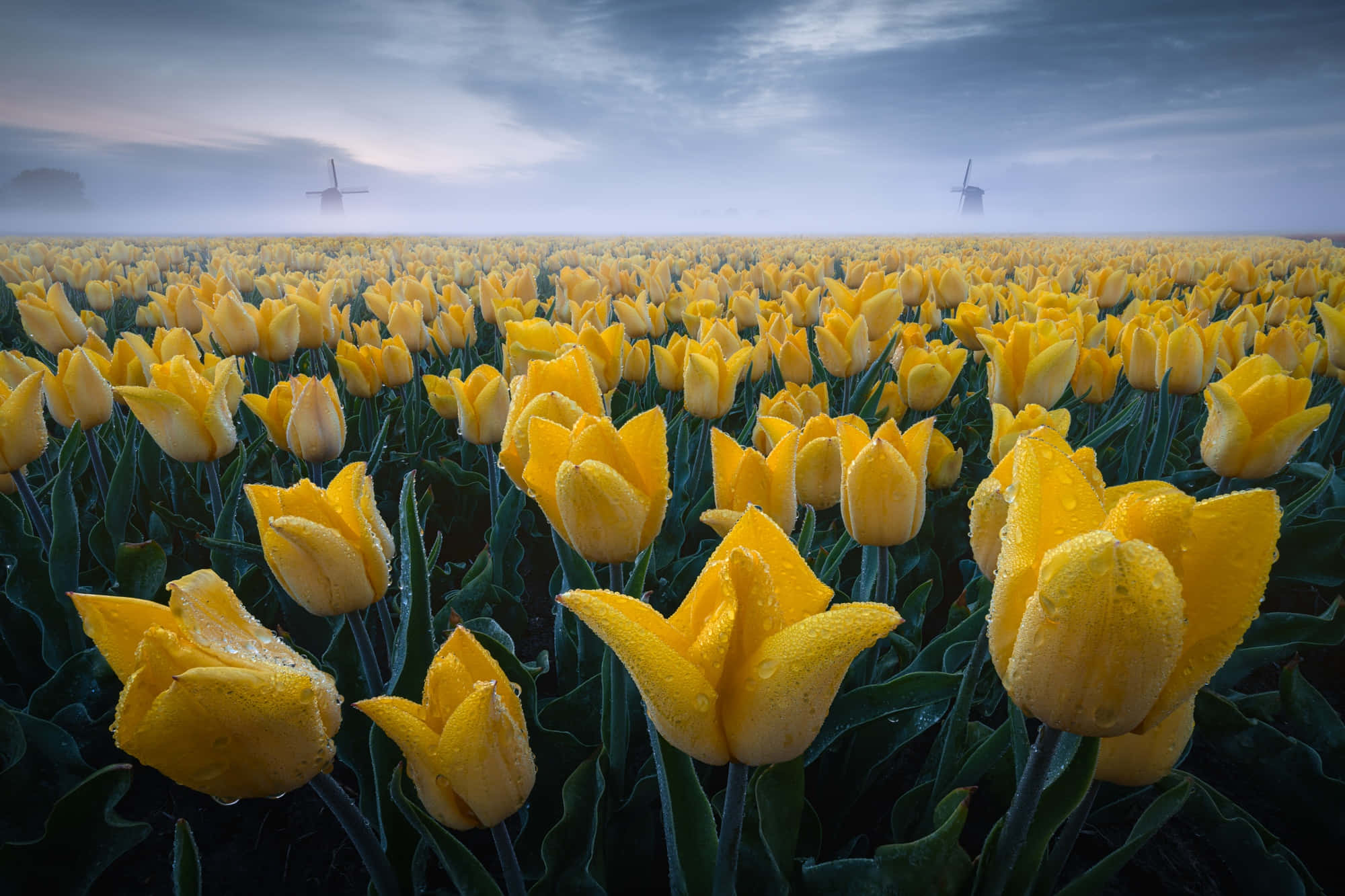 Yellow Tulips, vast field, moody twilight sky, Full HD Desktop Wallpaper