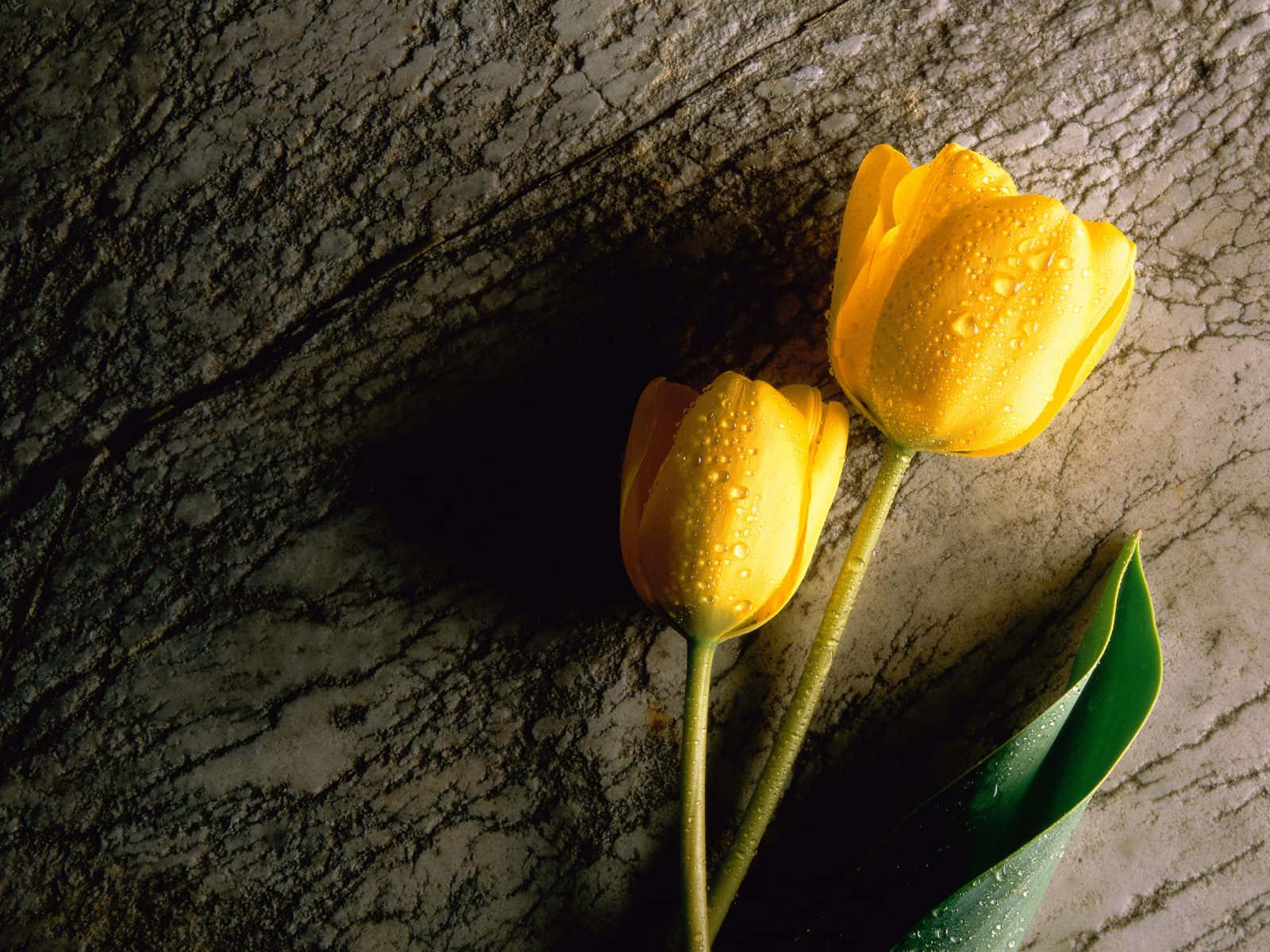 Yellow Tulips, vibrant yellow tulips, dew drops, HD Desktop Wallpaper