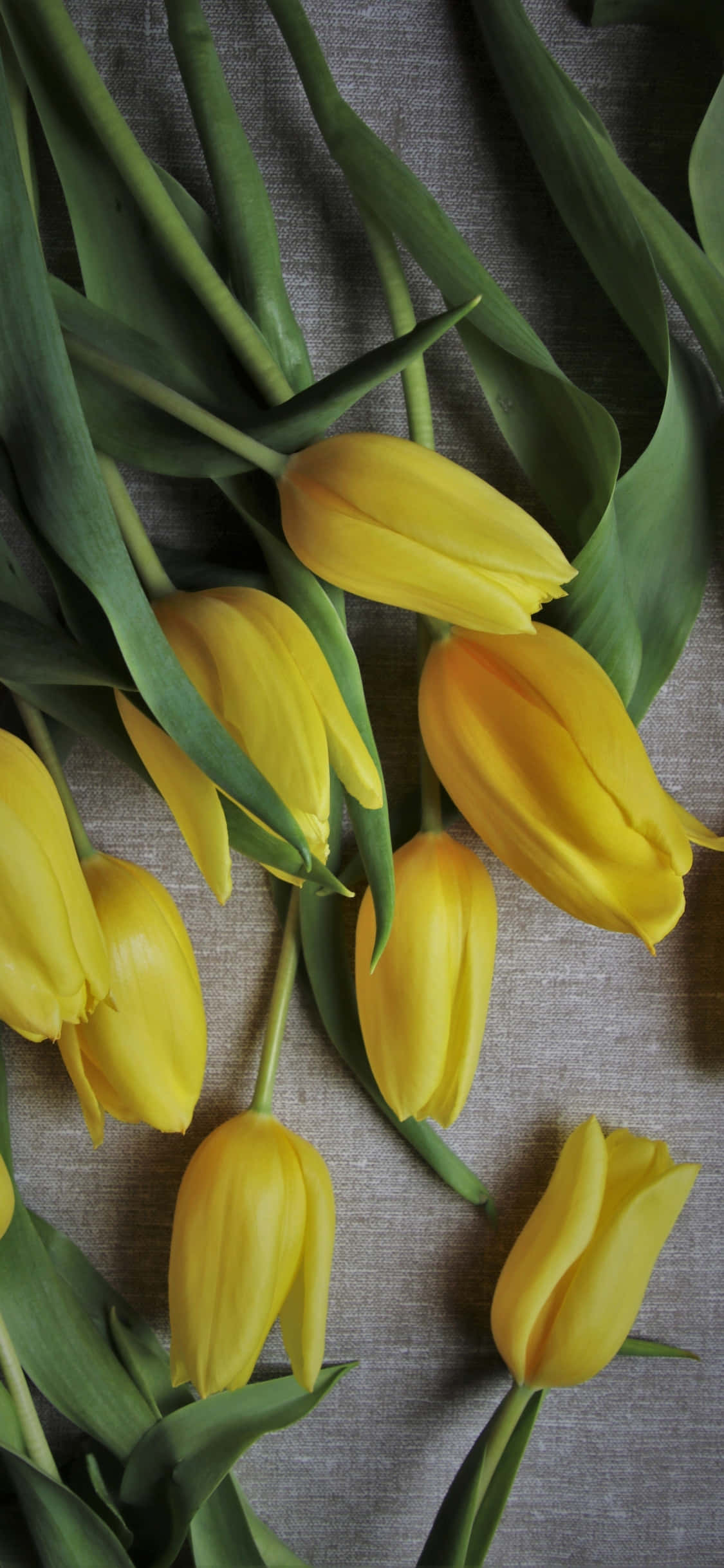Yellow Tulips, vibrant yellow tulips, green stems, Full HD Phone Wallpaper