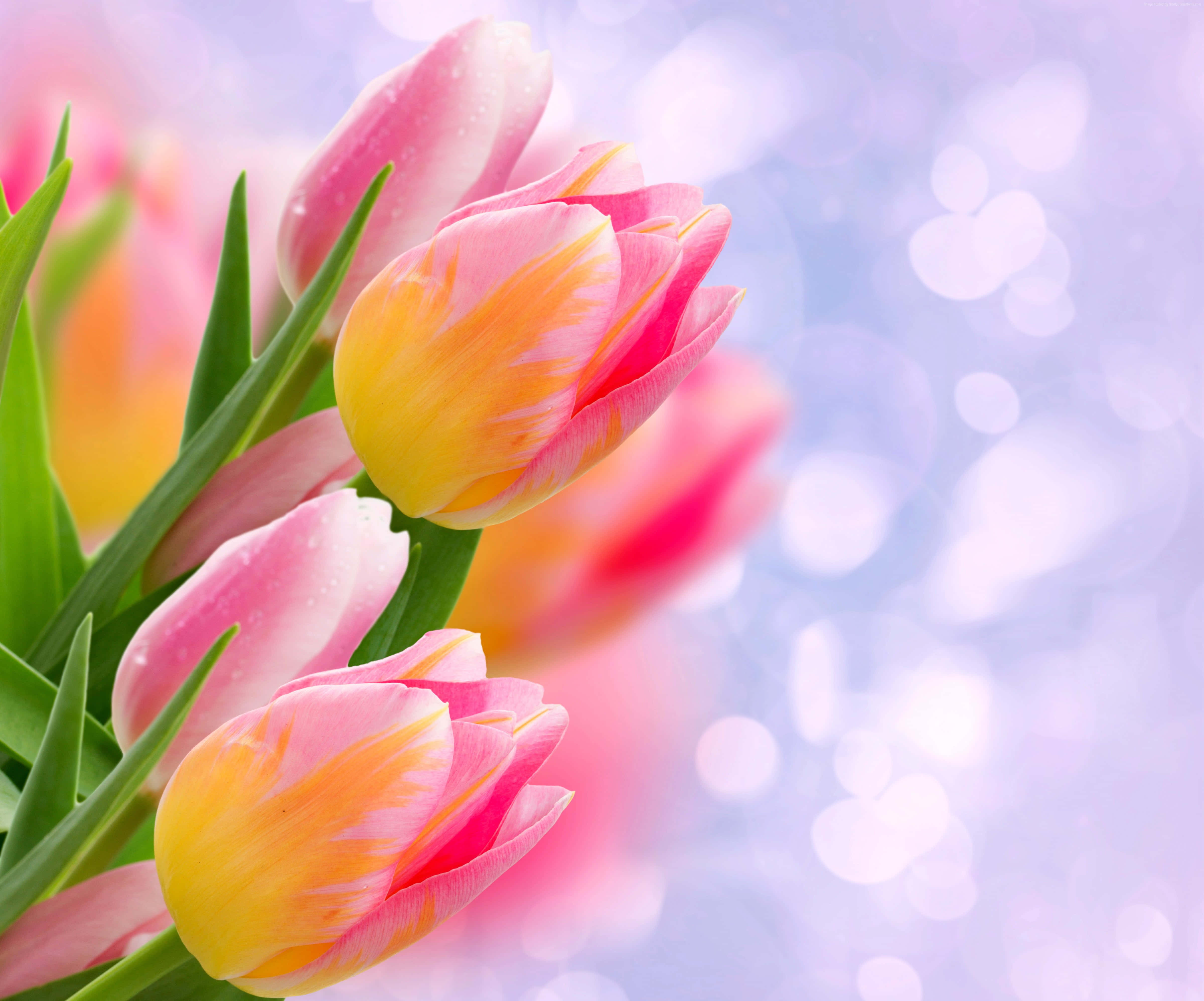Yellow Tulips, pink and yellow tulips, dewdrops, 4K Desktop Wallpaper