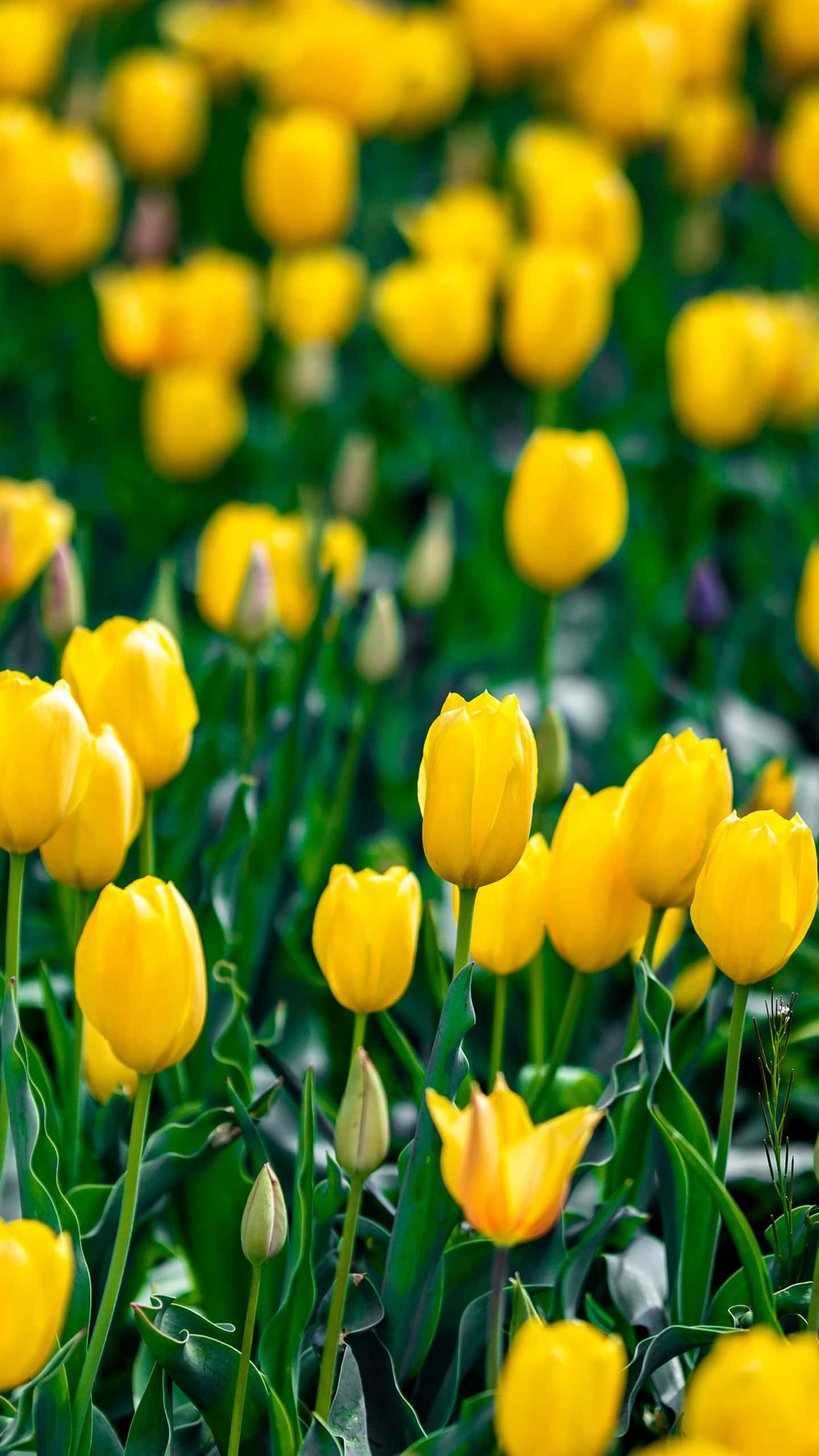 Yellow Tulips, vibrant yellow, lush green field, 2K Phone Wallpaper