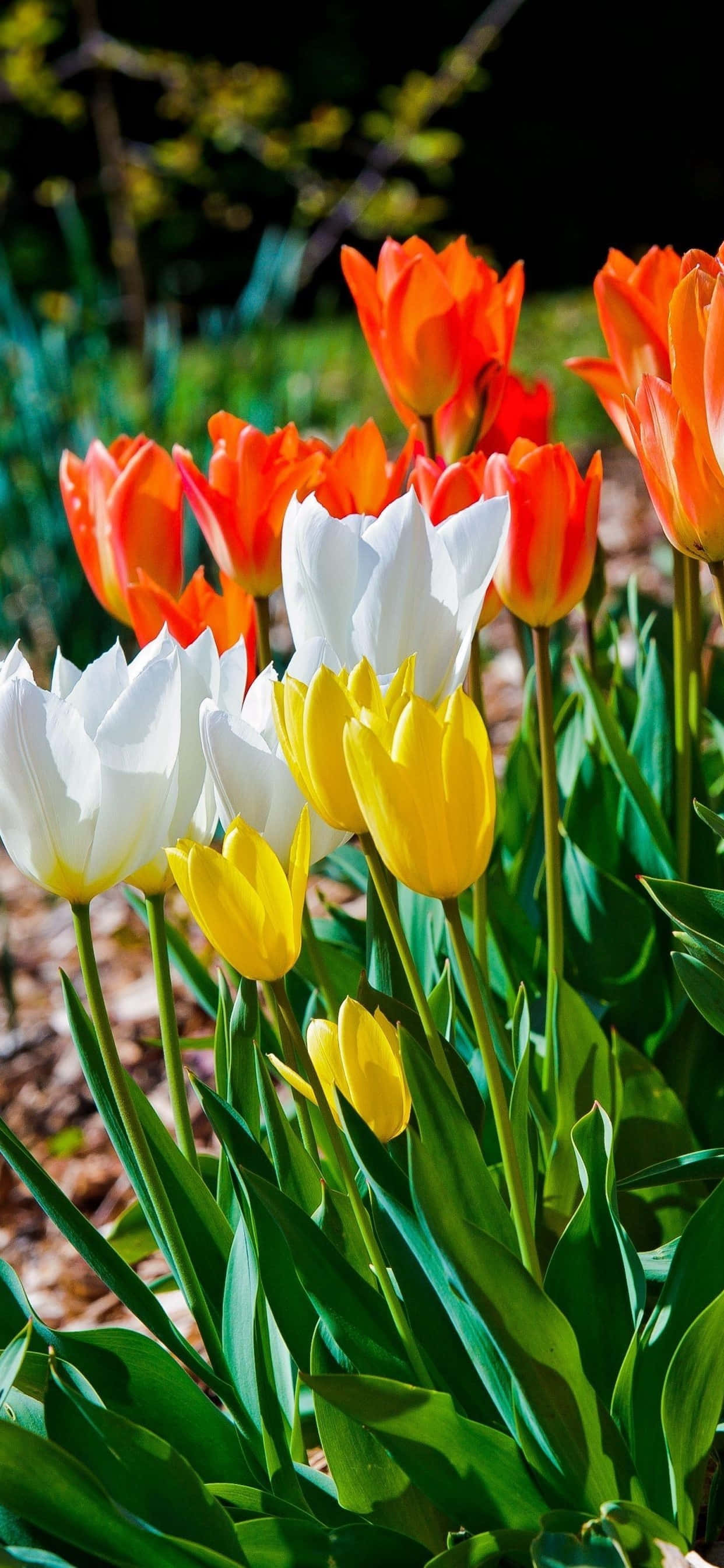 Yellow Tulips, orange, white, 2K Phone Wallpaper