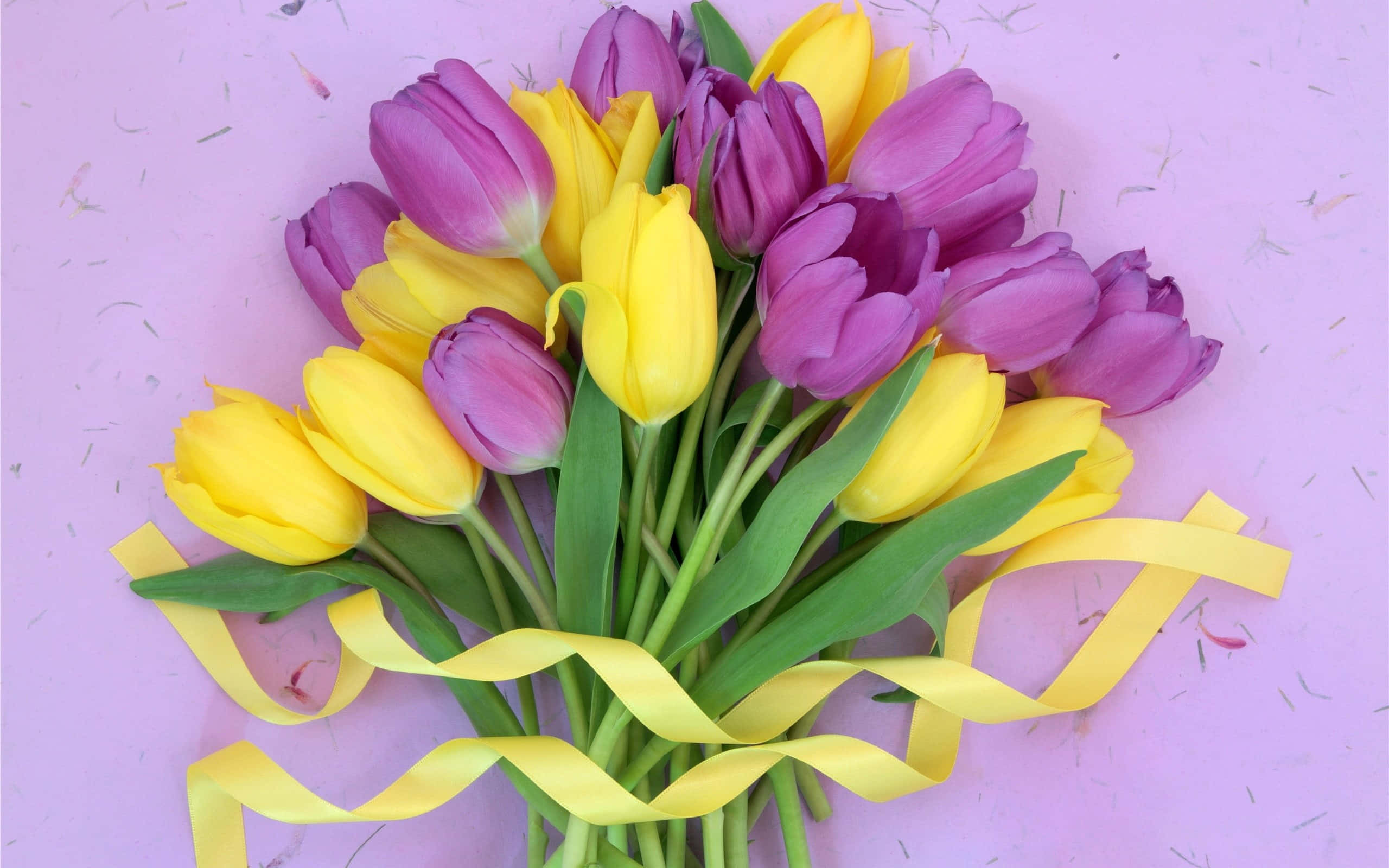 yellow tulips, purple tulips, yellow ribbon, 2K Desktop Wallpaper