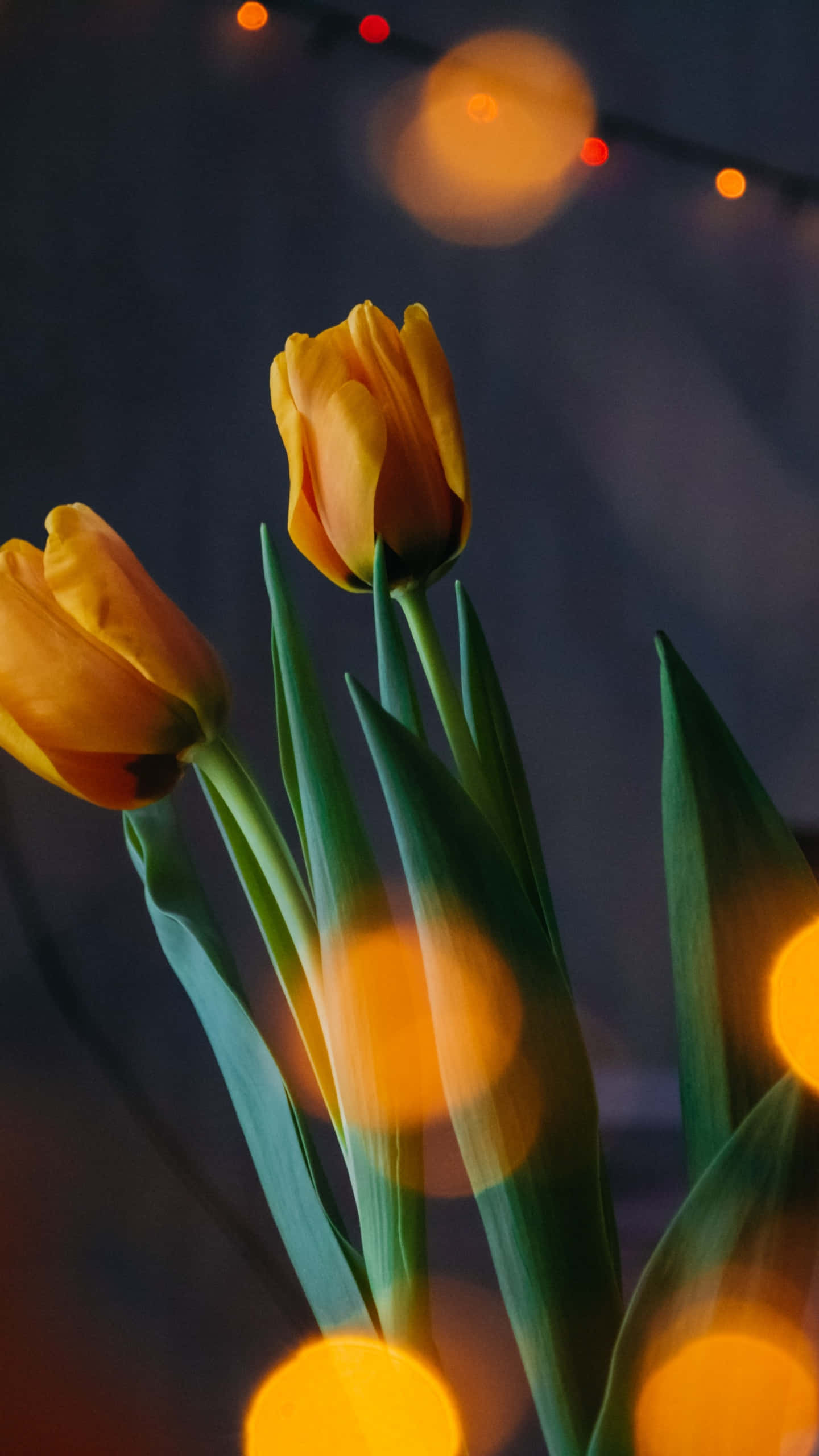 Yellow Tulips, green stems, dark backdrop, 2K Phone Wallpaper