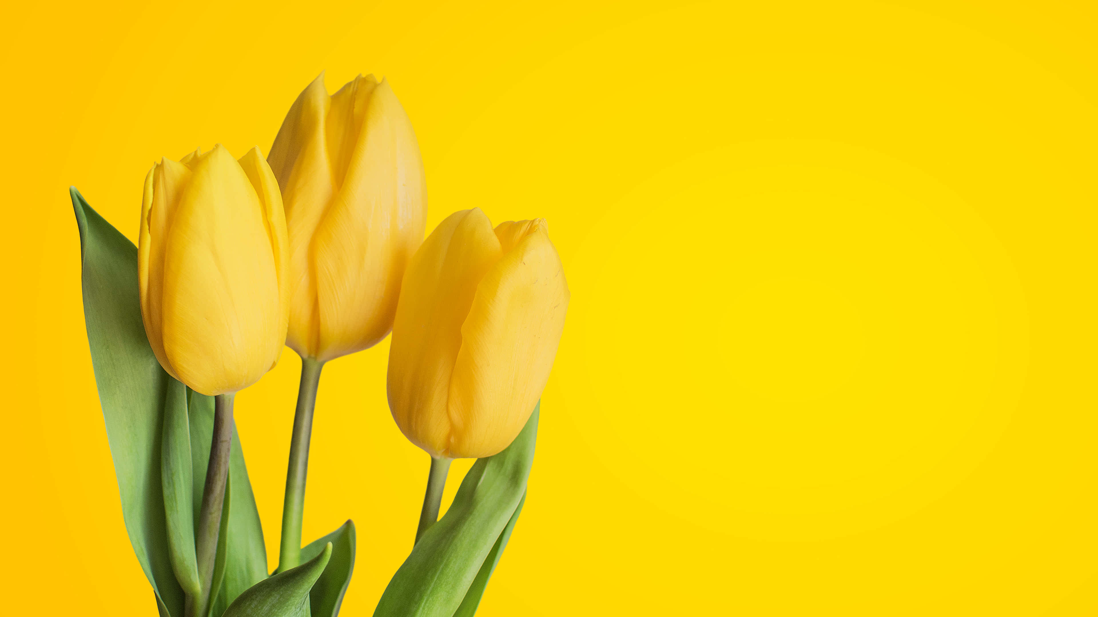 Yellow Tulips, vibrant yellow tulips, green leaves, 4K Desktop Wallpaper