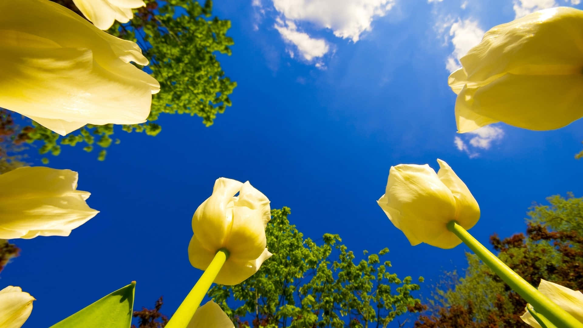 Yellow Tulips, vibrant blue sky, fluffy white clouds, Full HD Desktop Wallpaper