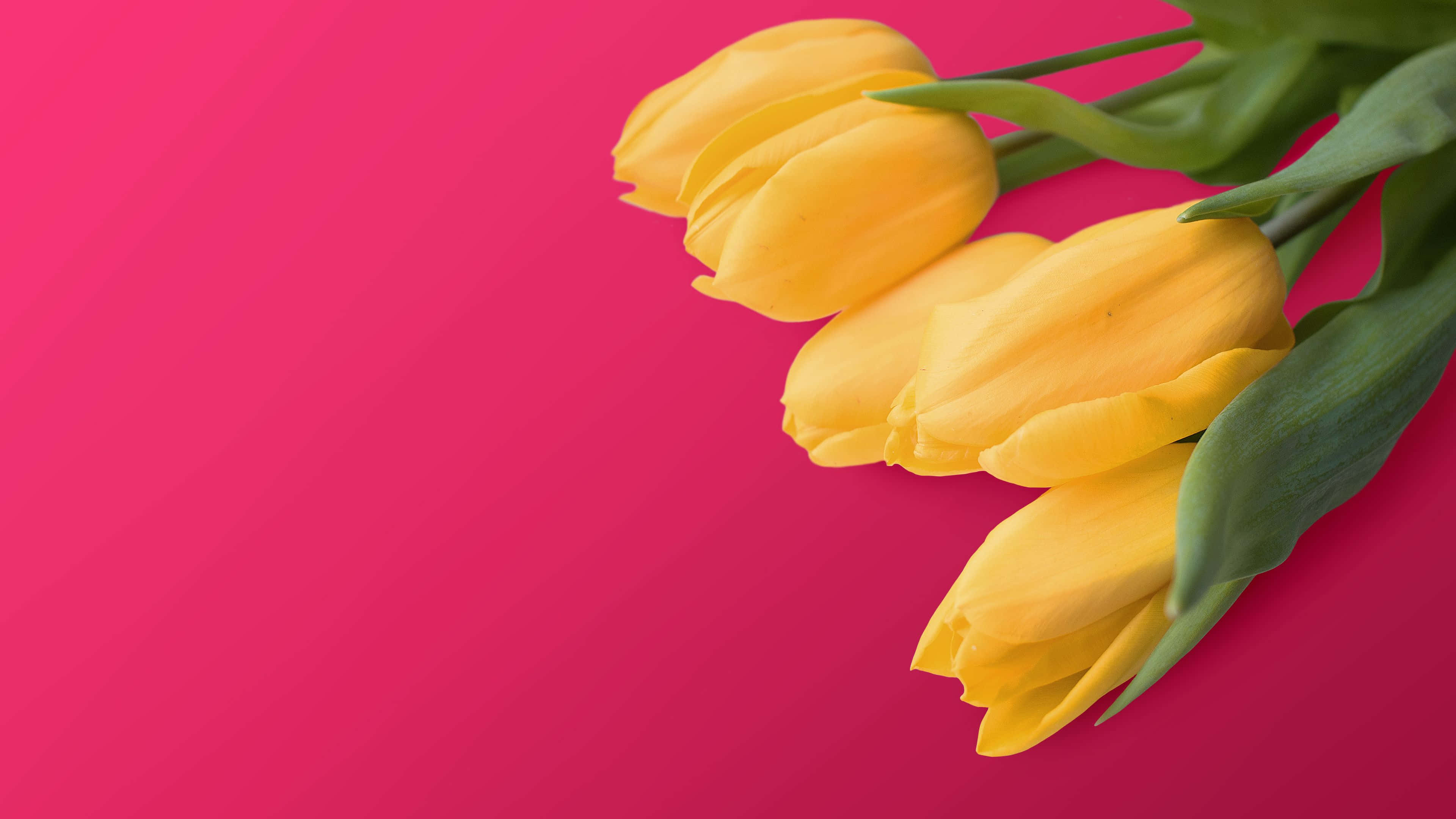 Yellow Tulips, vibrant yellow tulips, green stems, 4K Desktop Wallpaper
