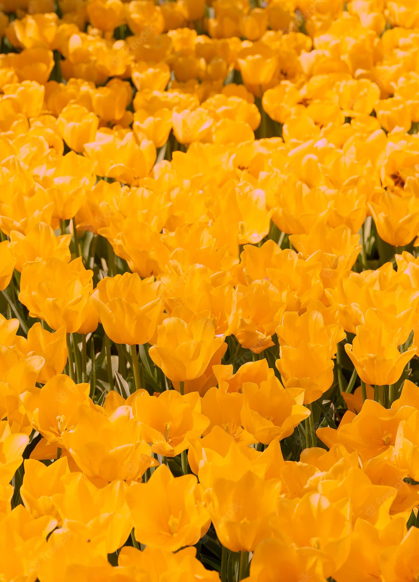Yellow Tulips, golden yellow tulips, vibrant field, Full HD Phone Wallpaper