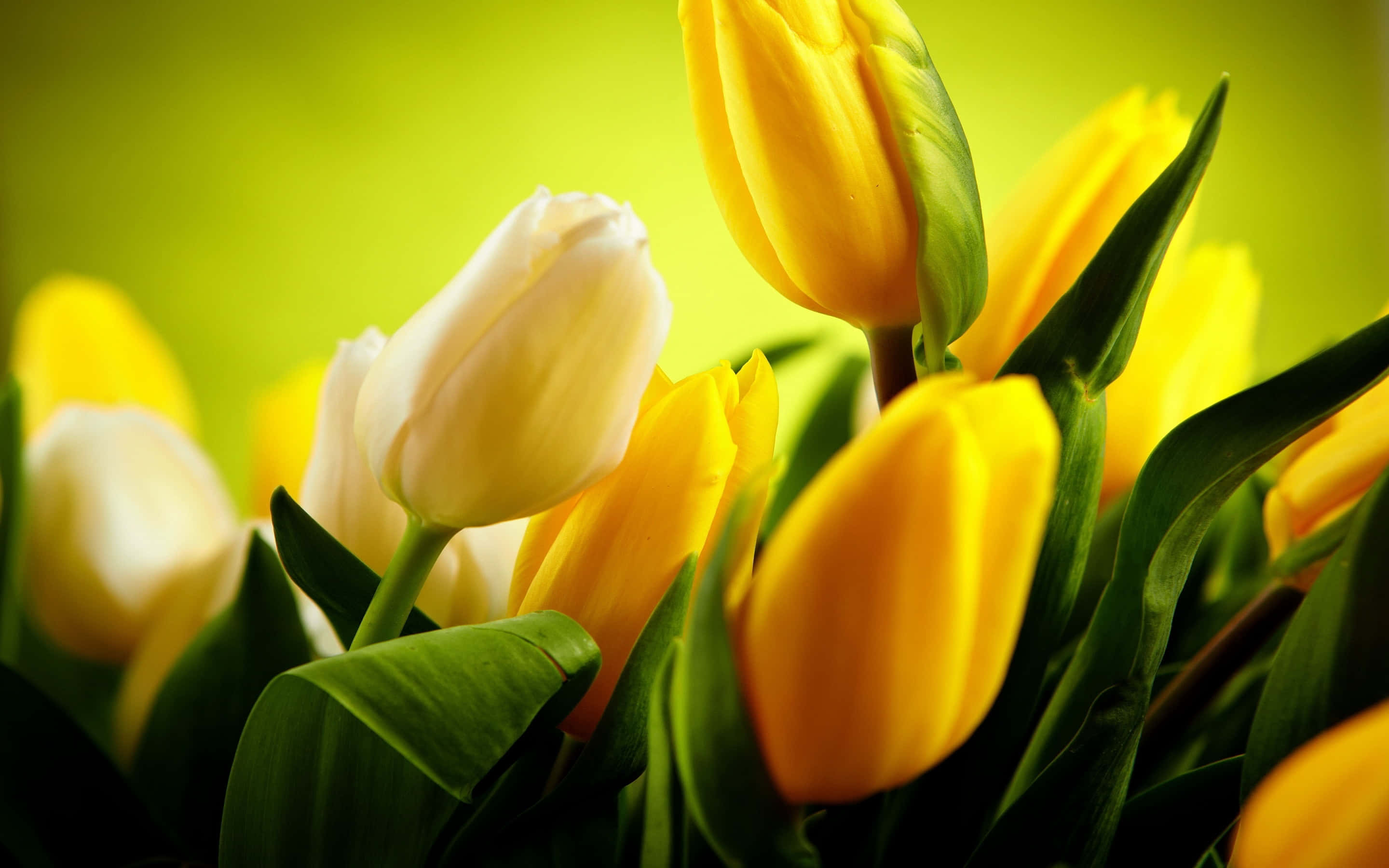 Yellow Tulips, vibrant yellow, creamy white, 2K Desktop Wallpaper