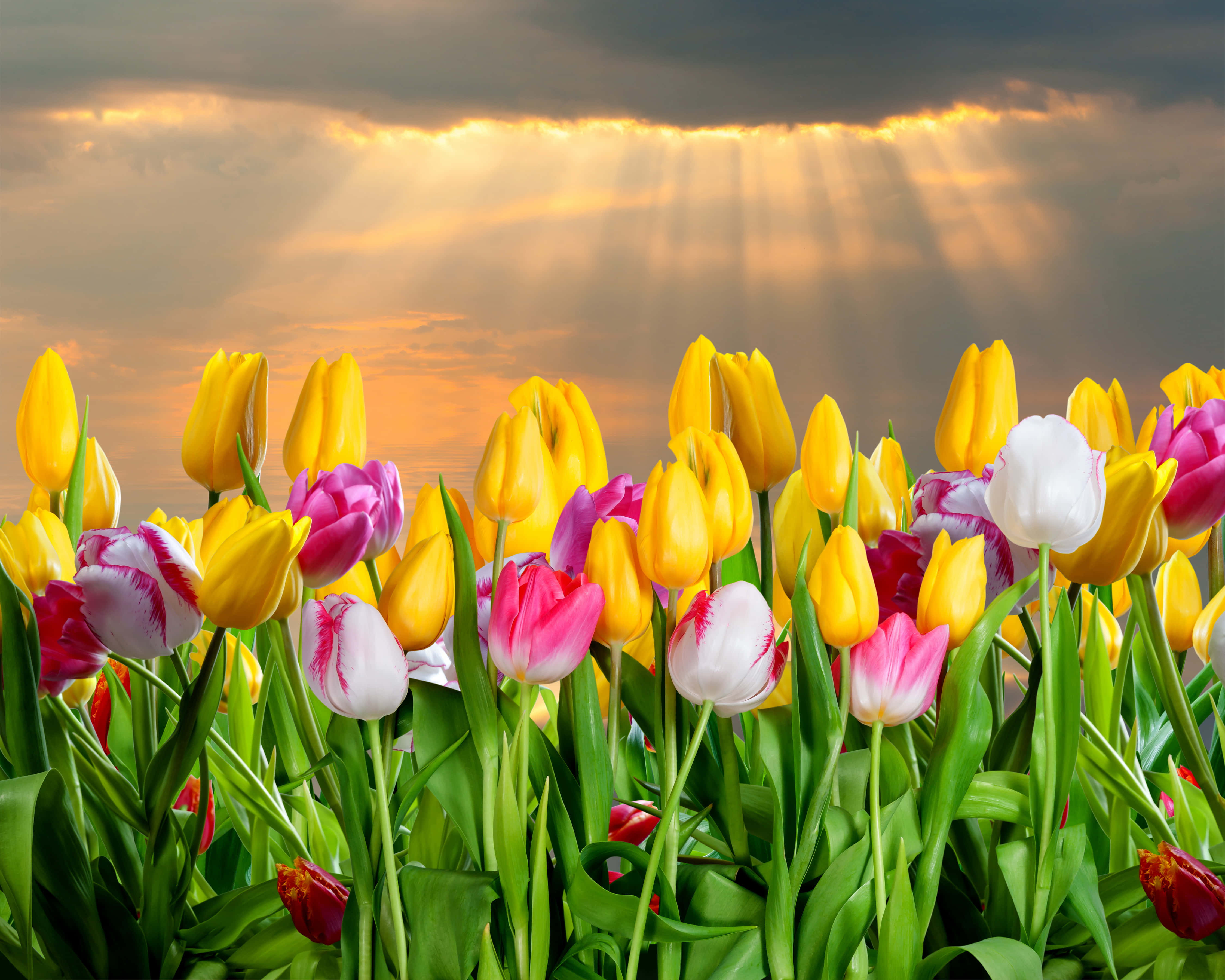Yellow Tulips, golden sunbeams, dramatic clouds, 4K Desktop Wallpaper