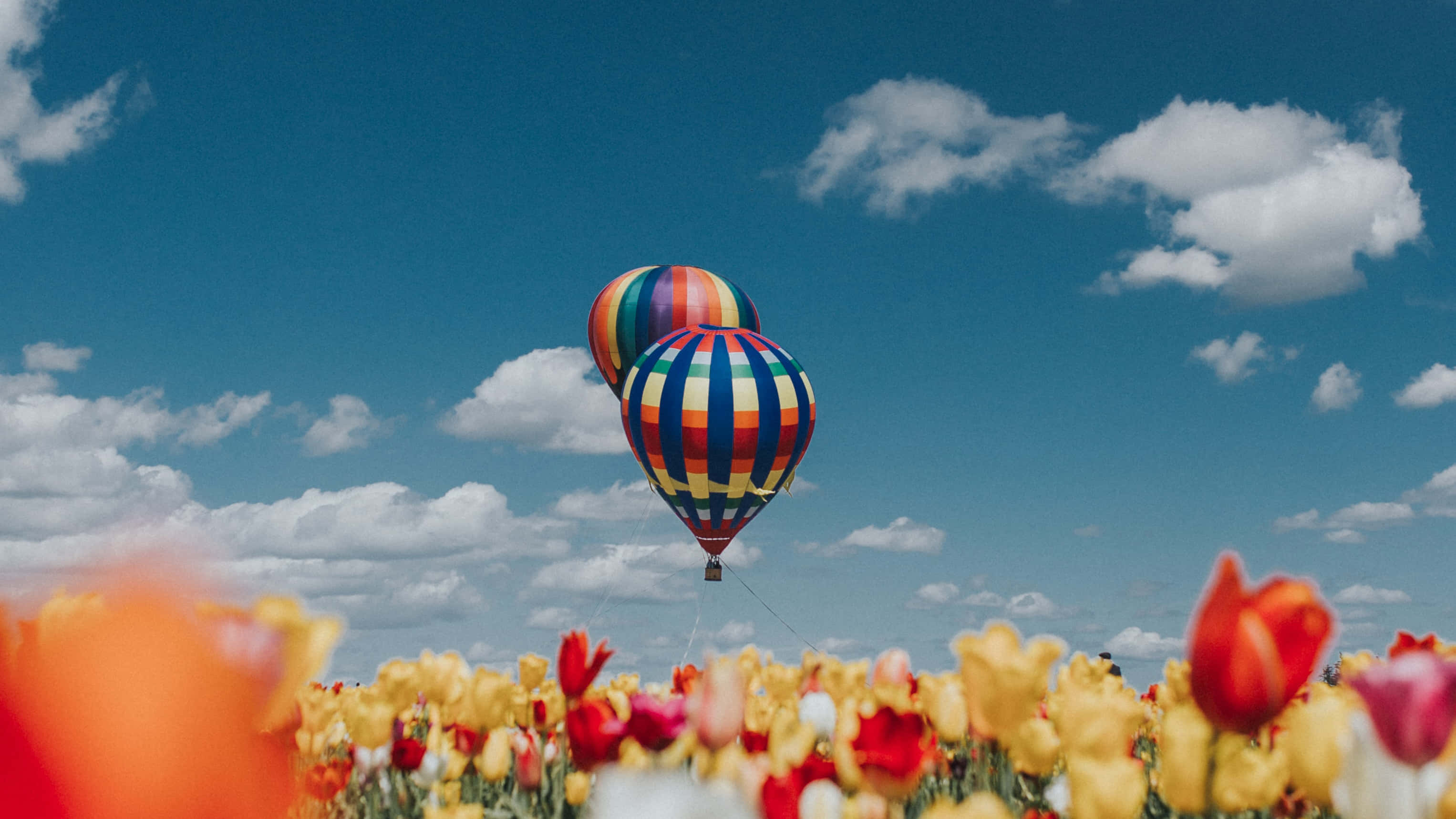 Yellow Tulips, rainbow-striped hot air balloons, vibrant field of red and yellow tulips, 2K Desktop Wallpaper