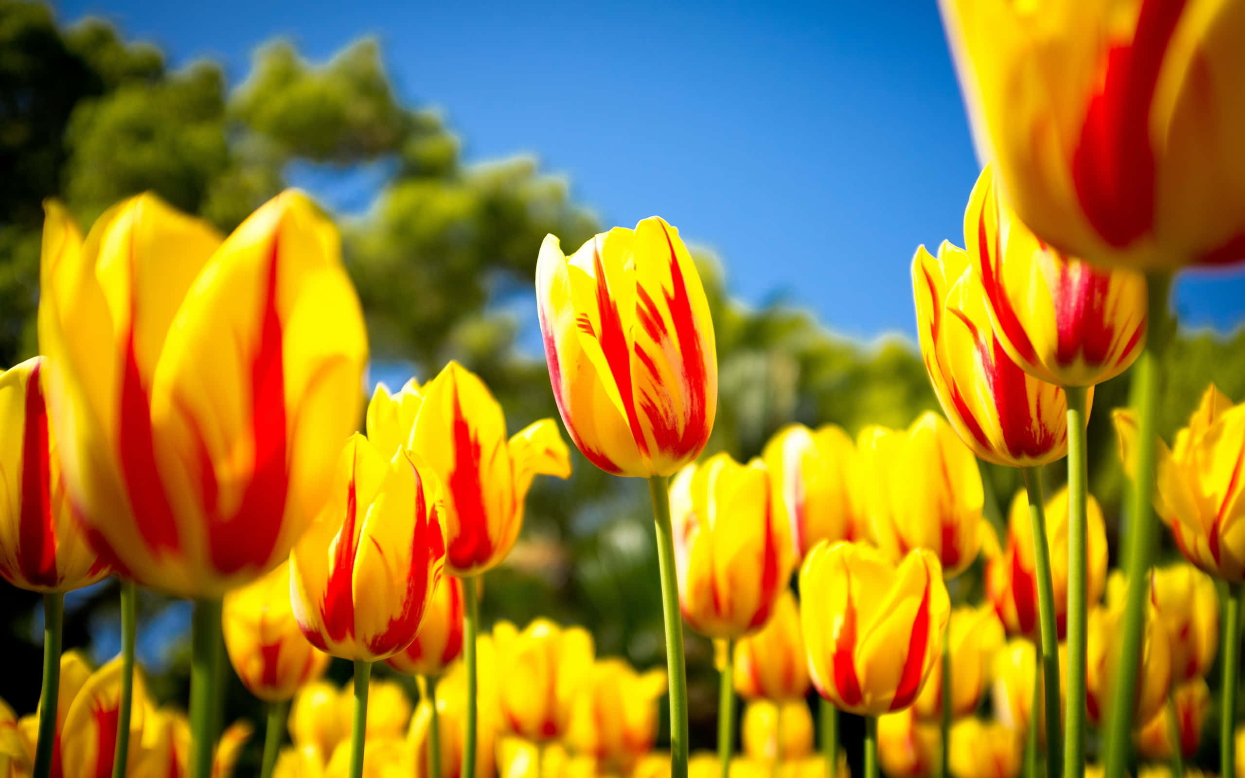 Yellow Tulips, vibrant yellow, red striped, 2K Desktop Wallpaper