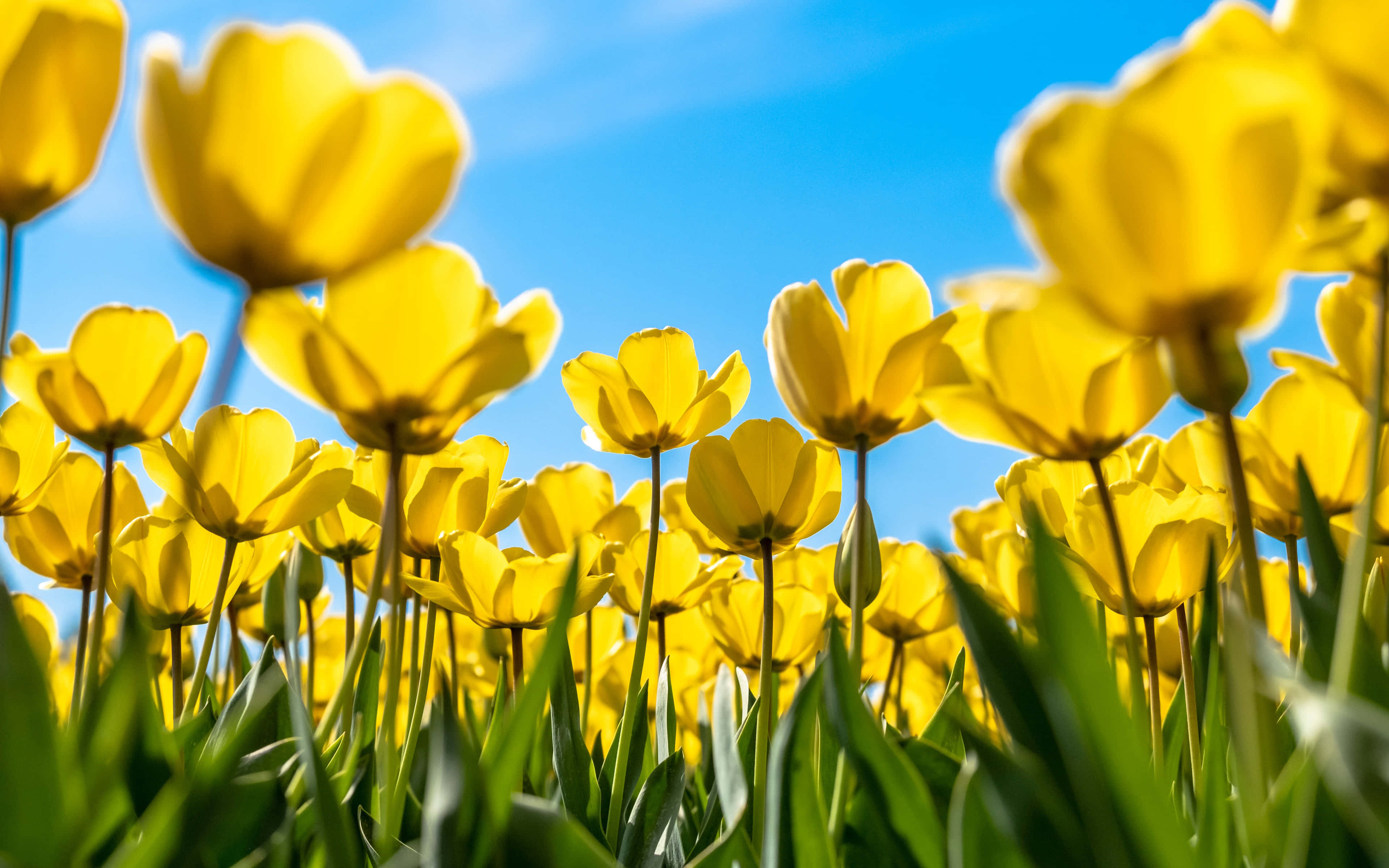 Yellow Tulips, vibrant yellow tulips, sunlit field, 4K Desktop Wallpaper