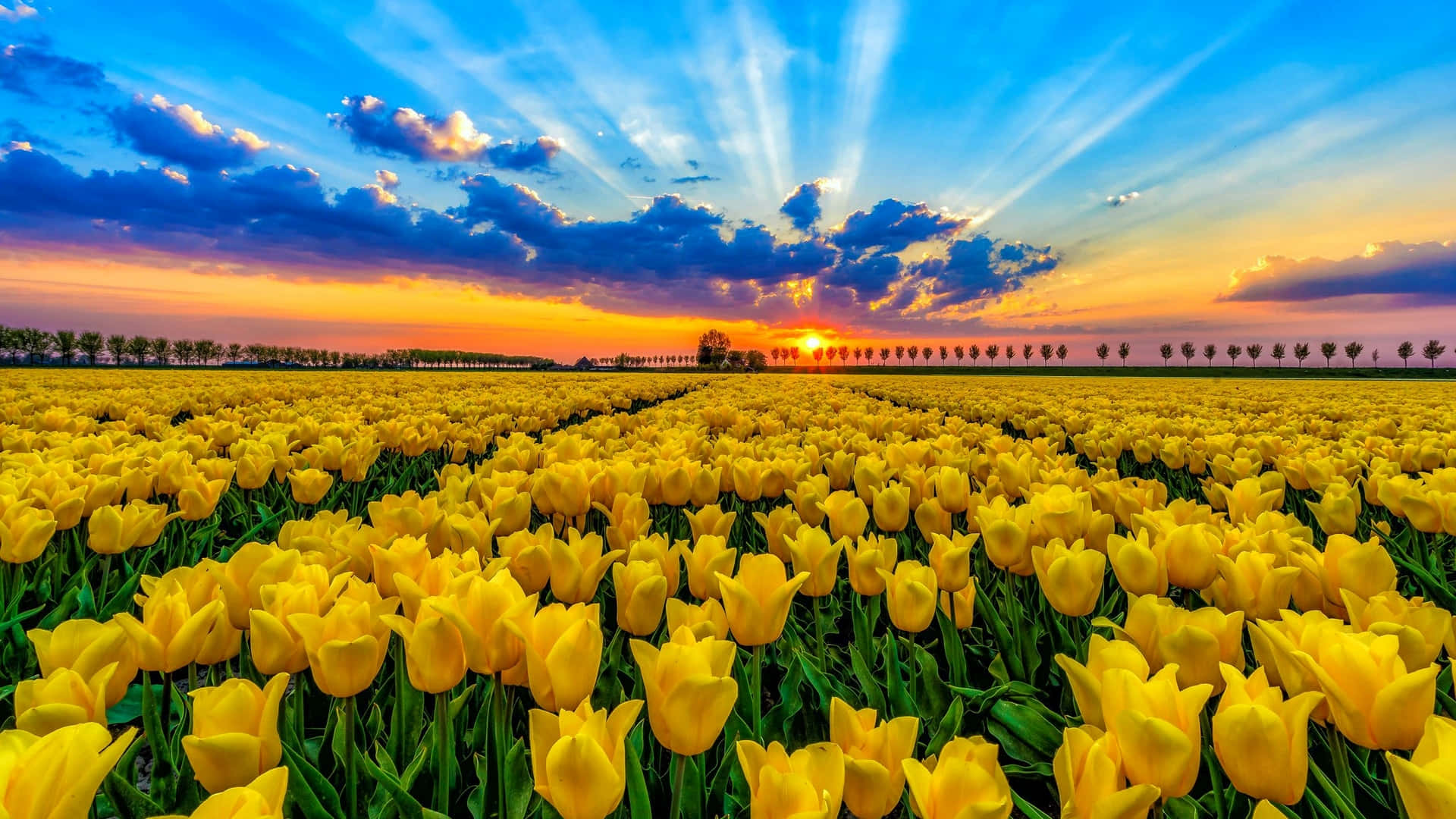 Yellow Tulips, golden tulips, dramatic sunset sky, Full HD Desktop Wallpaper