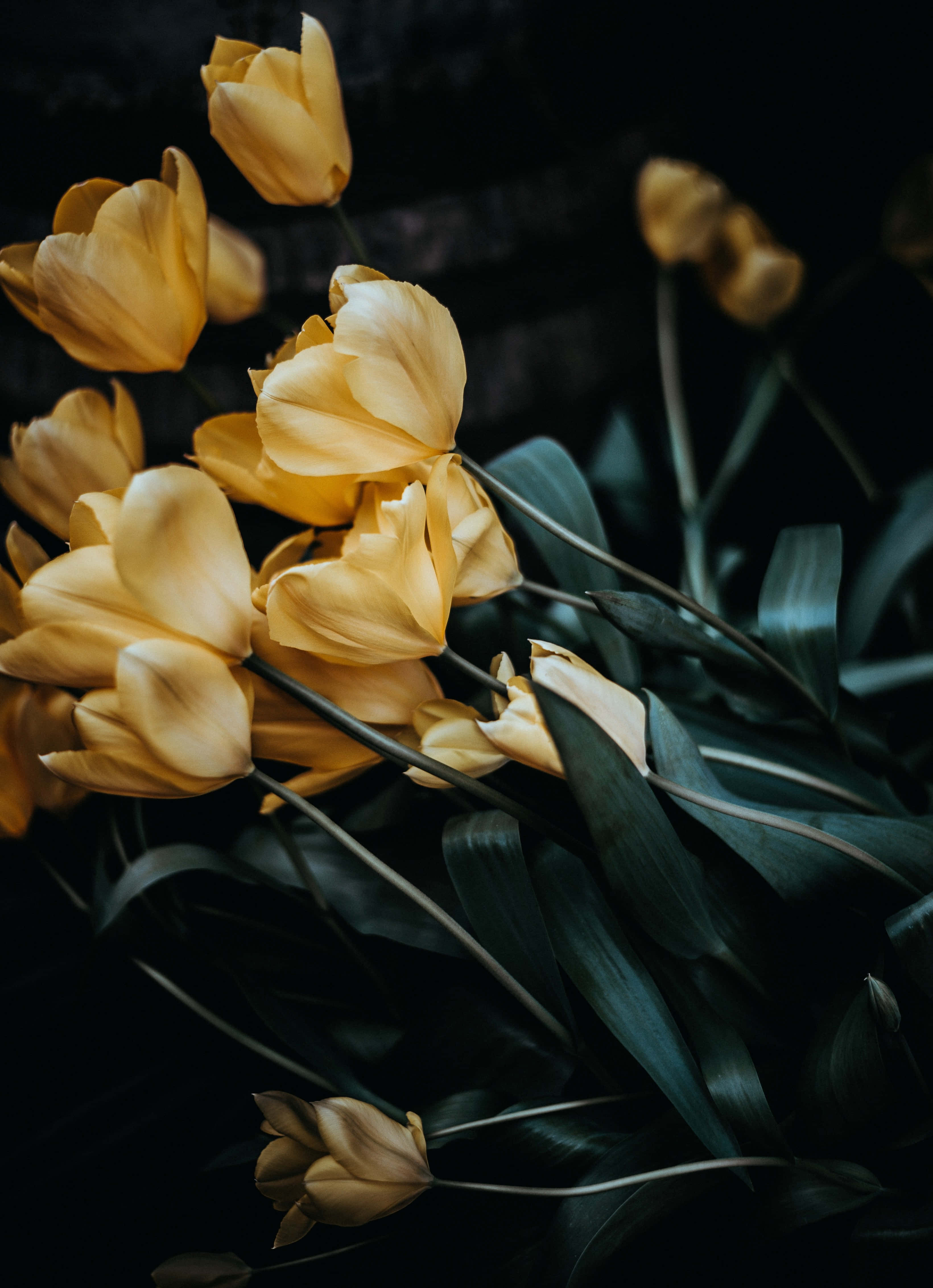Yellow Tulips, golden tulips, deep black backdrop, 4K Phone Wallpaper