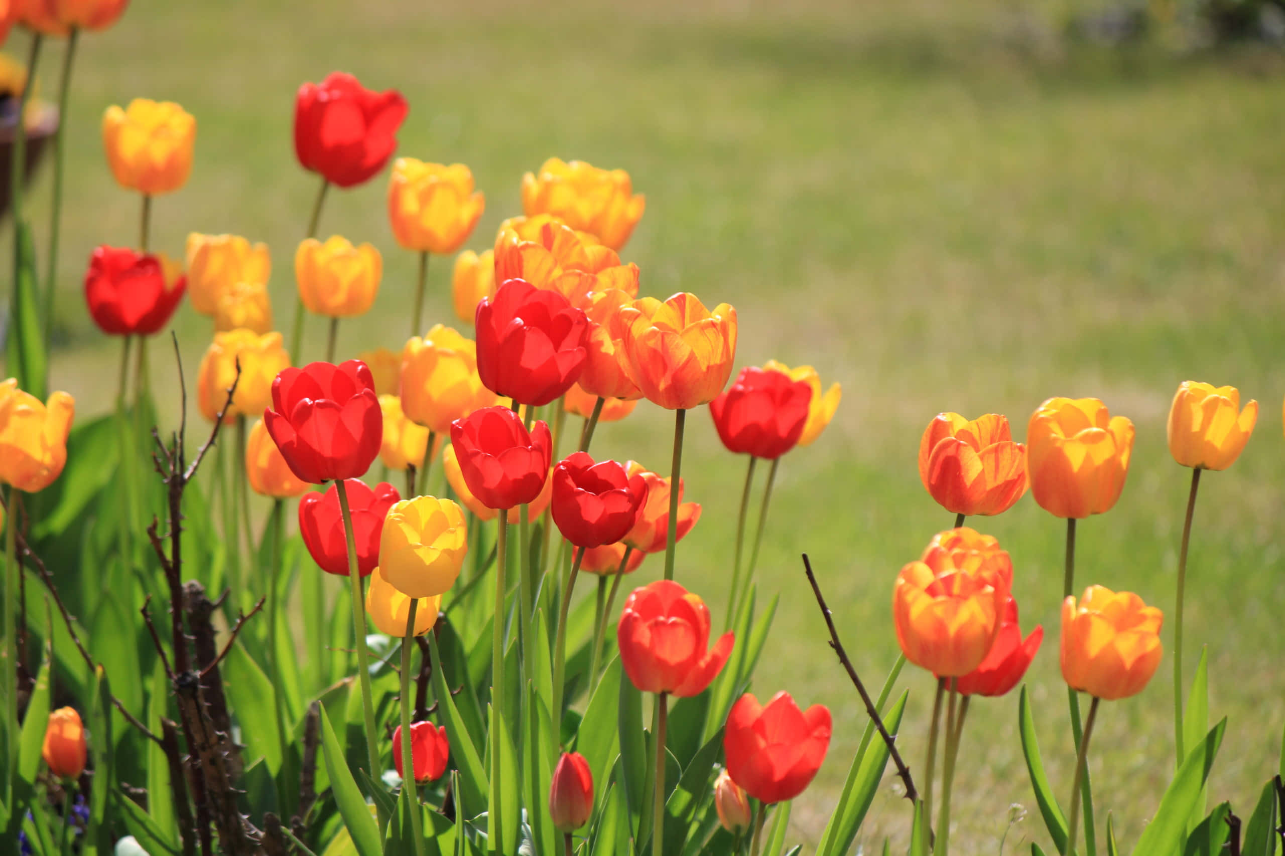 Yellow Tulips, red and yellow tulips, sunlit garden, 2K Desktop Wallpaper